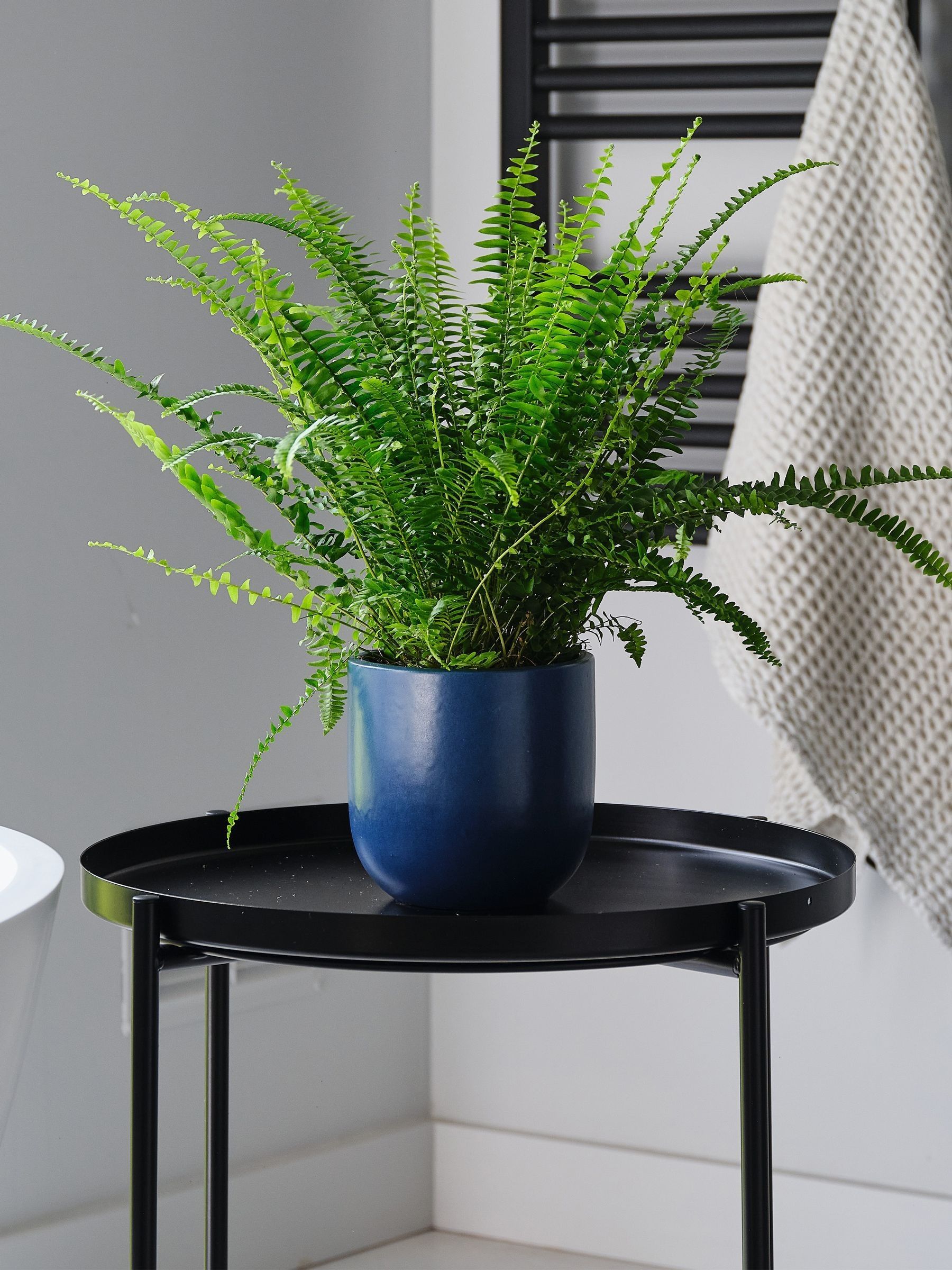 Inky Blue Boston Fern & Real Boston Fern Plant in Earthenware Pot - Image 1 of 4