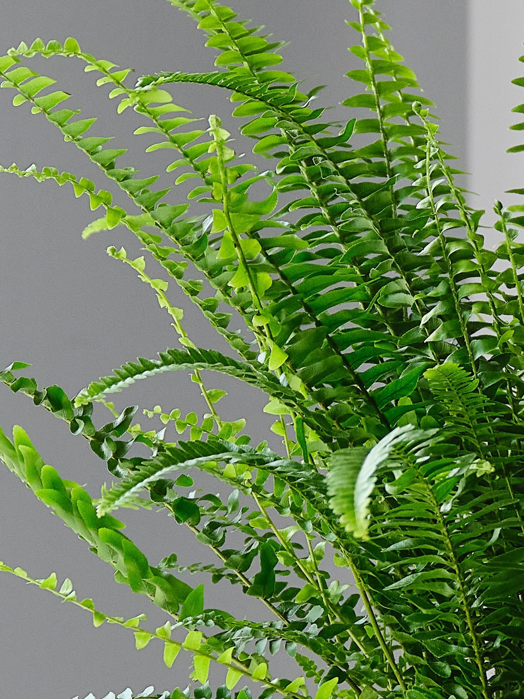 Inky Blue Boston Fern & Real Boston Fern Plant in Earthenware Pot - Image 2 of 4 Inky Blue Boston Fern & Real Boston Fern Plant in Earthenware Pot - Image 2 of 4