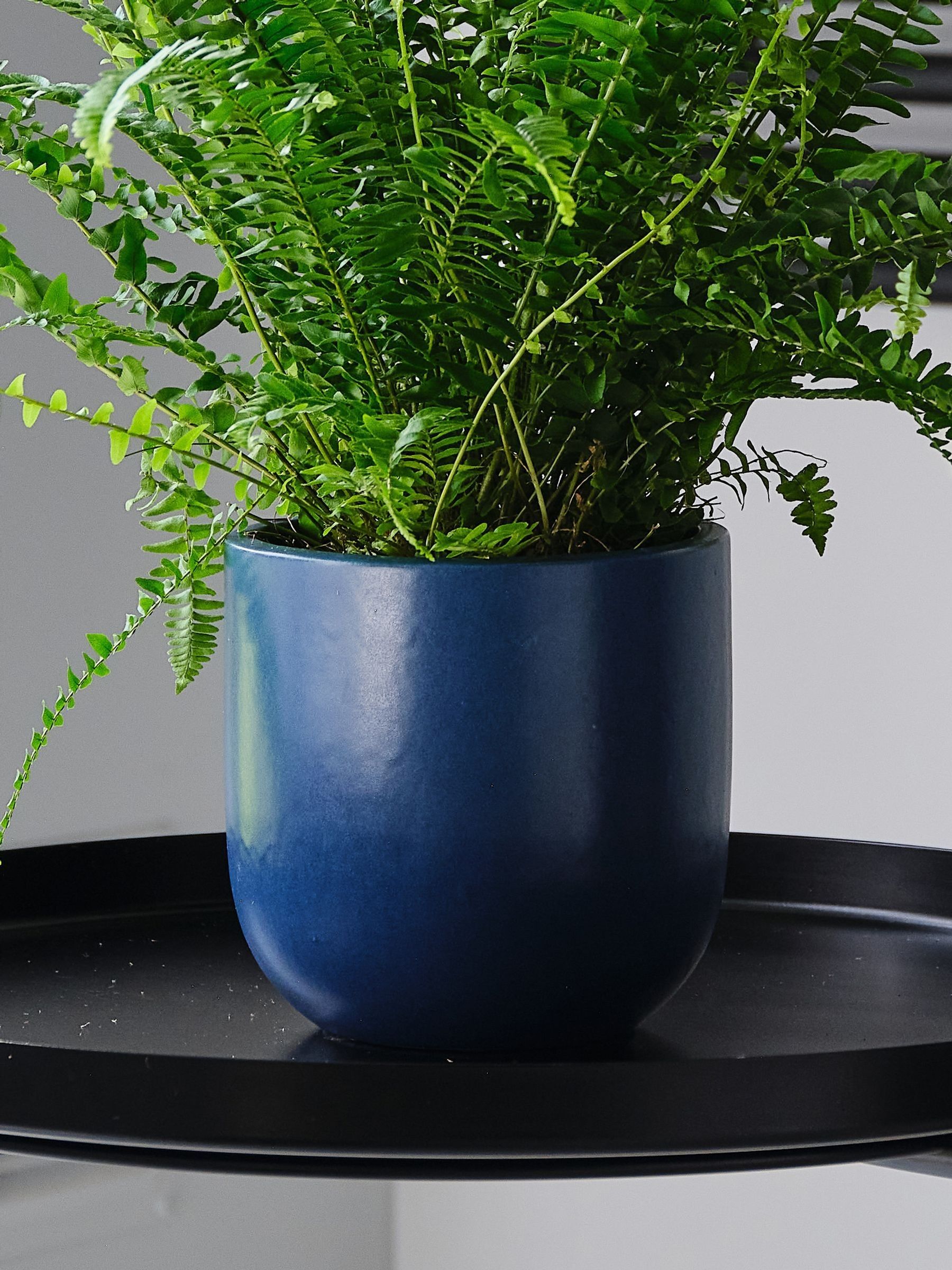 Inky Blue Boston Fern & Real Boston Fern Plant in Earthenware Pot - Image 4 of 4