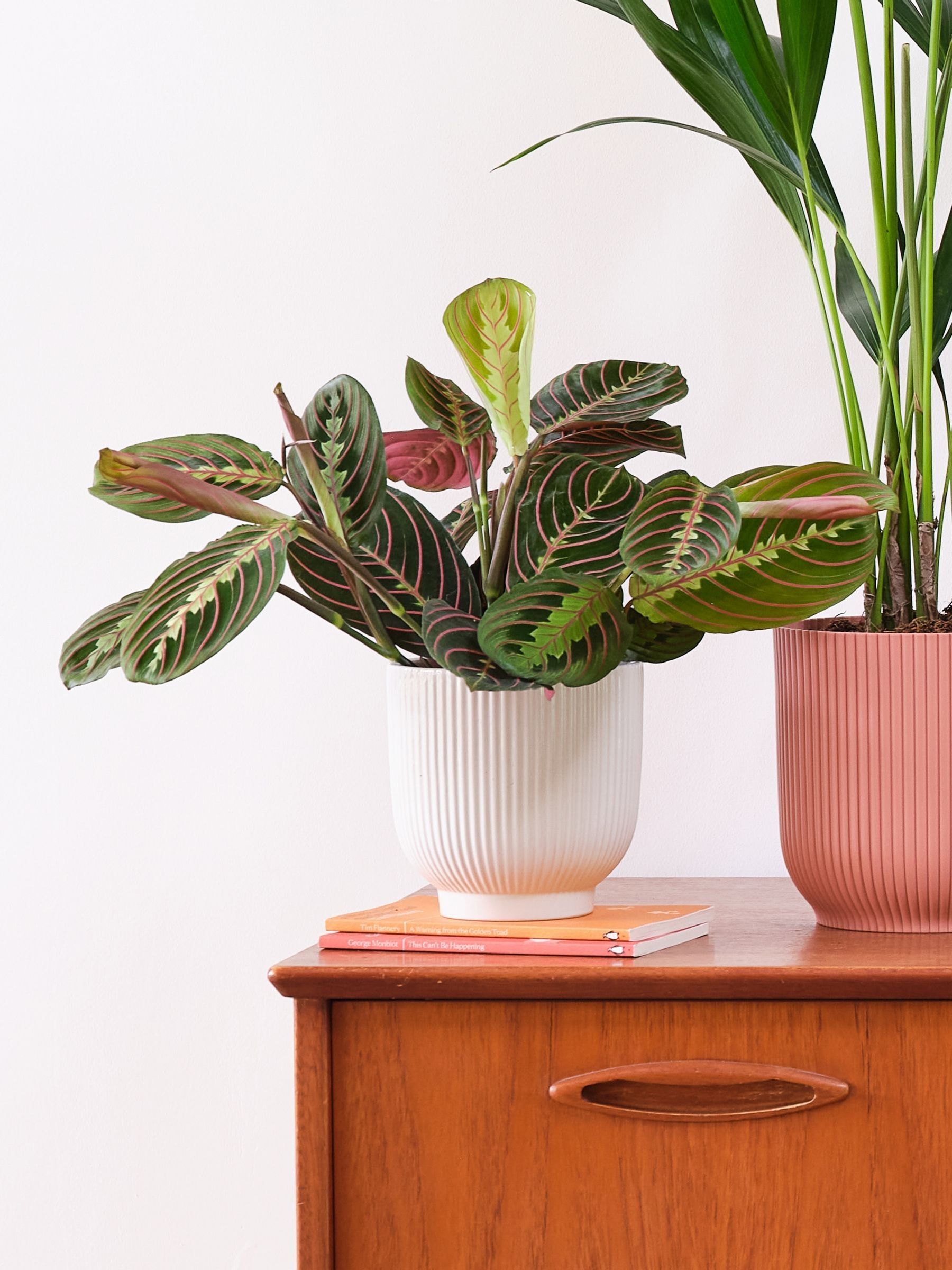 Beards & Daisies Green Real Business Plant Bundle in Pots - Image 2 of 6