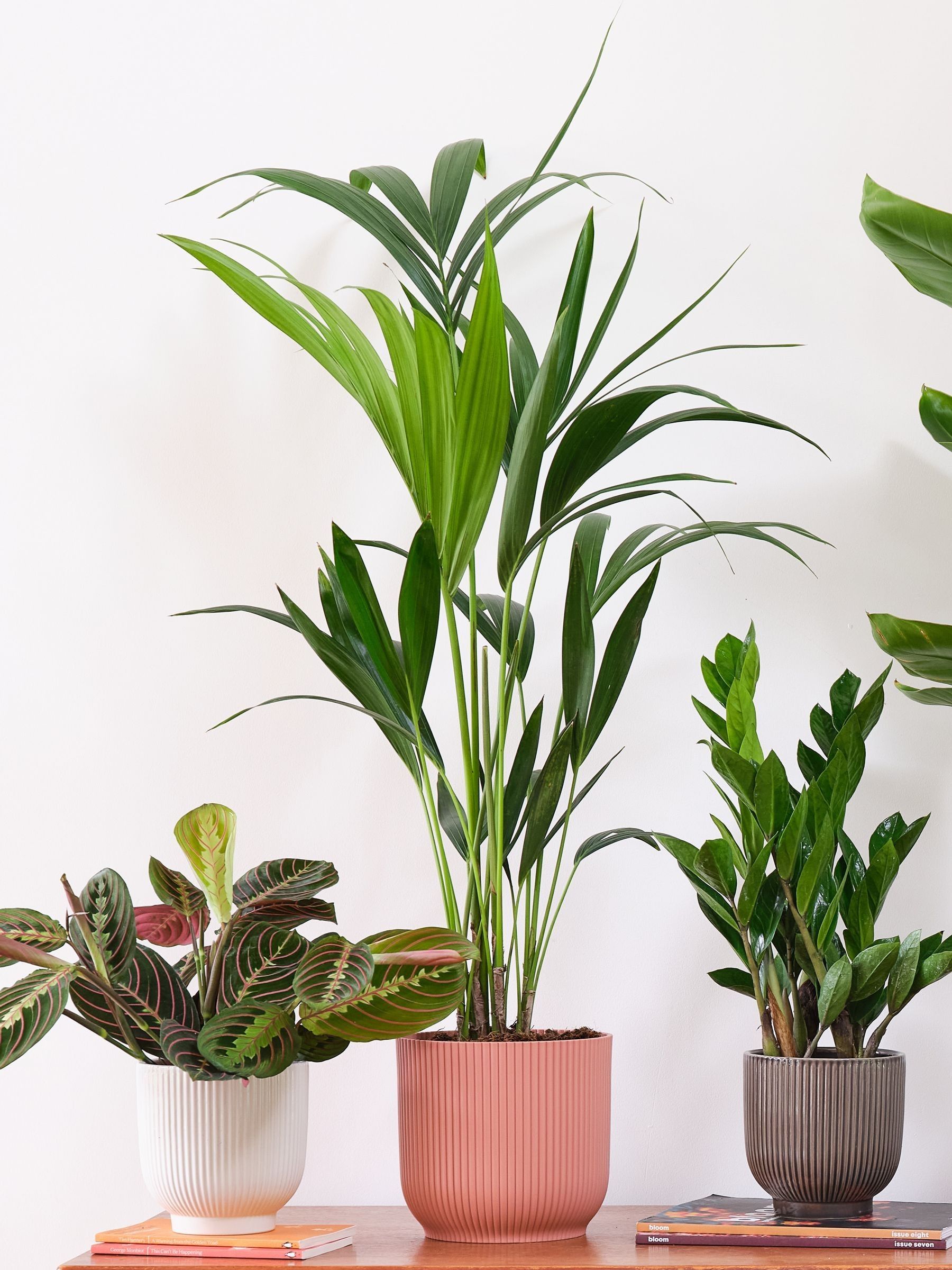 Beards & Daisies Green Real Business Plant Bundle in Pots - Image 3 of 6