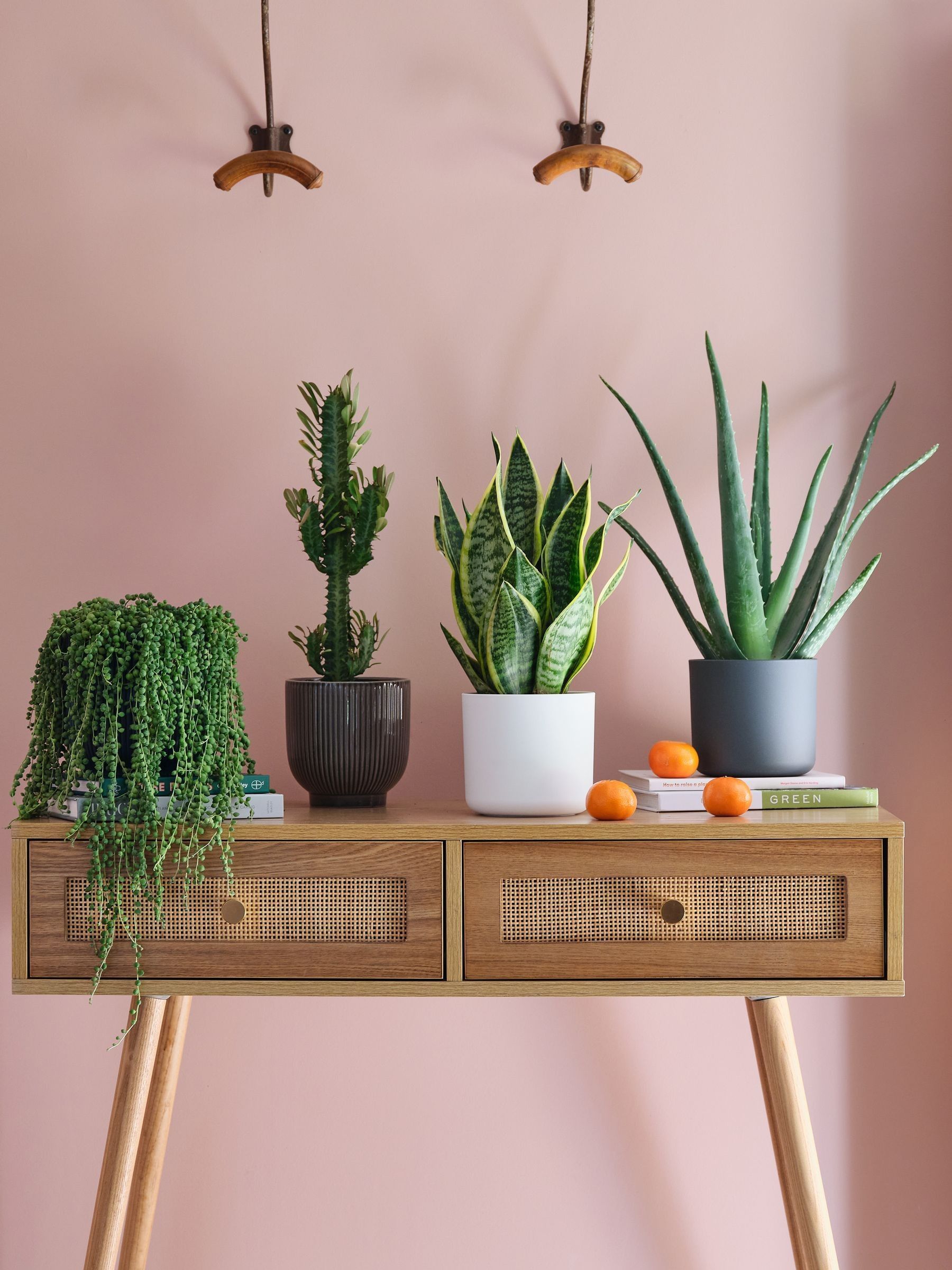 Green Real Sunny Plant Bundle in Pots - Image 1 of 5