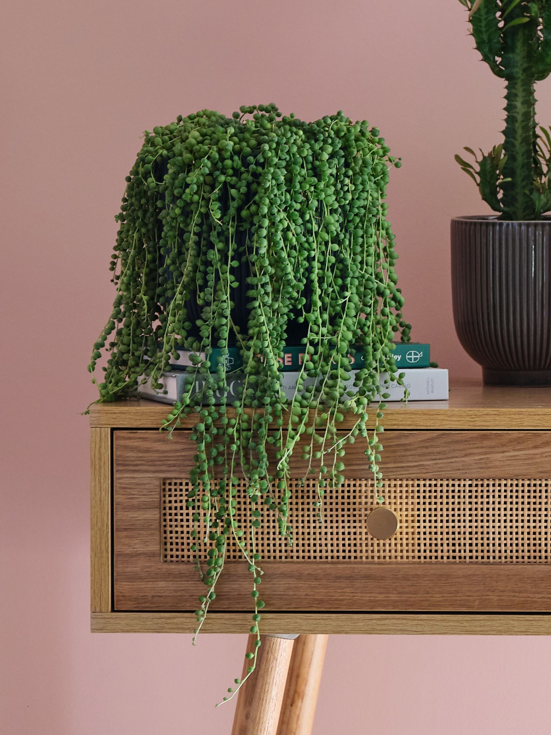 Green Real Sunny Plant Bundle in Pots - Image 2 of 5