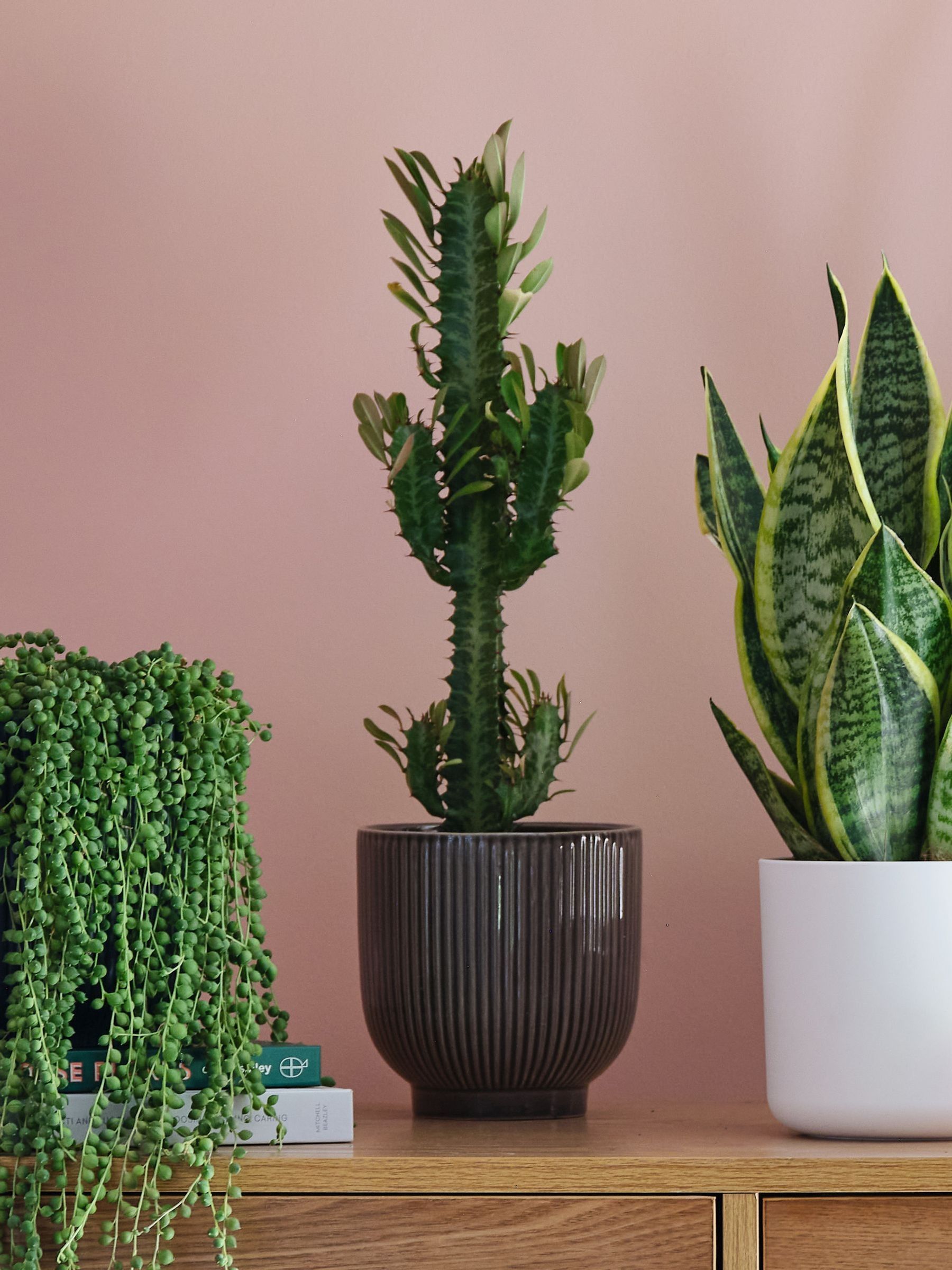 Green Real Sunny Plant Bundle in Pots - Image 3 of 5