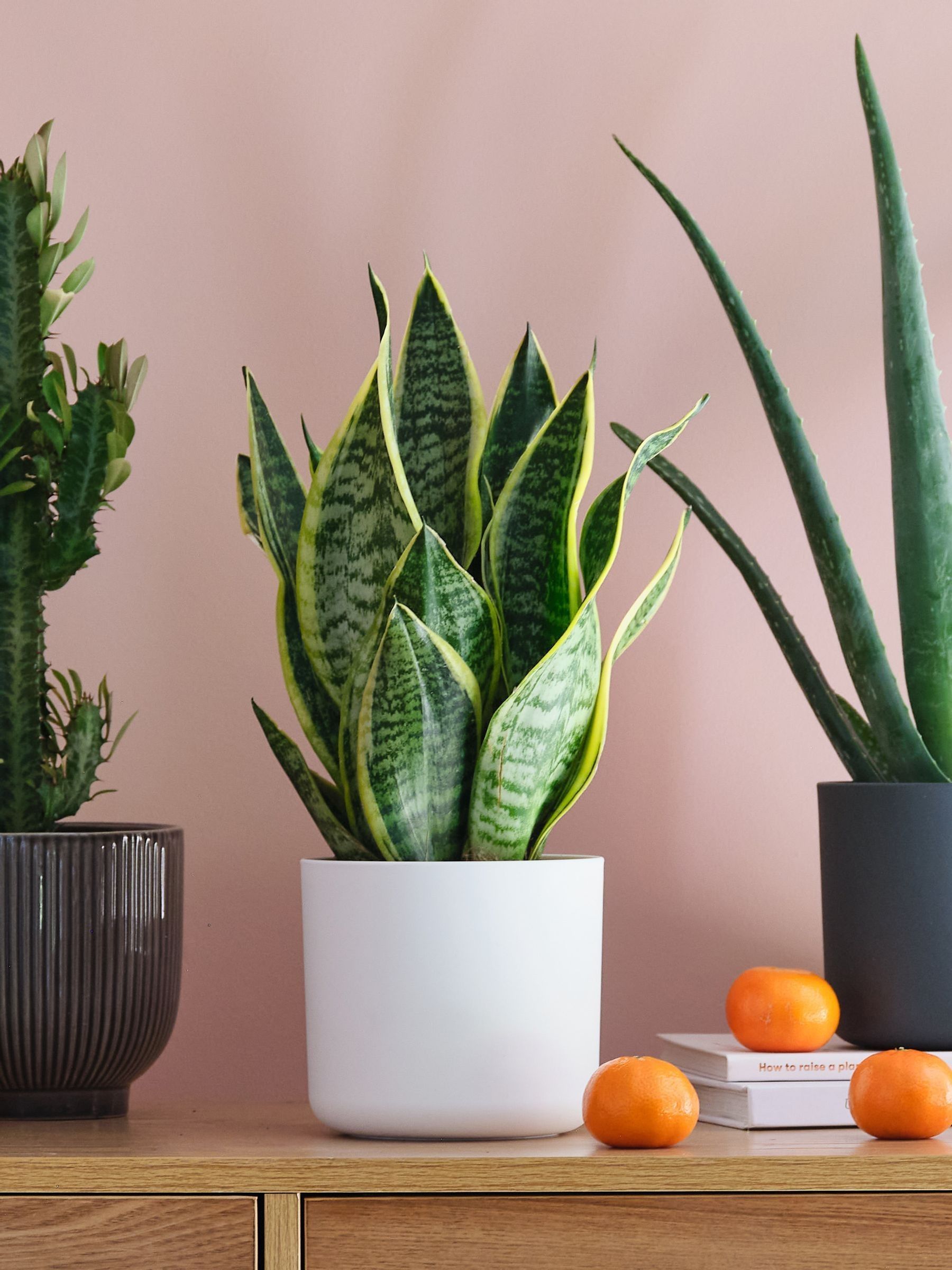 Green Real Sunny Plant Bundle in Pots - Image 4 of 5