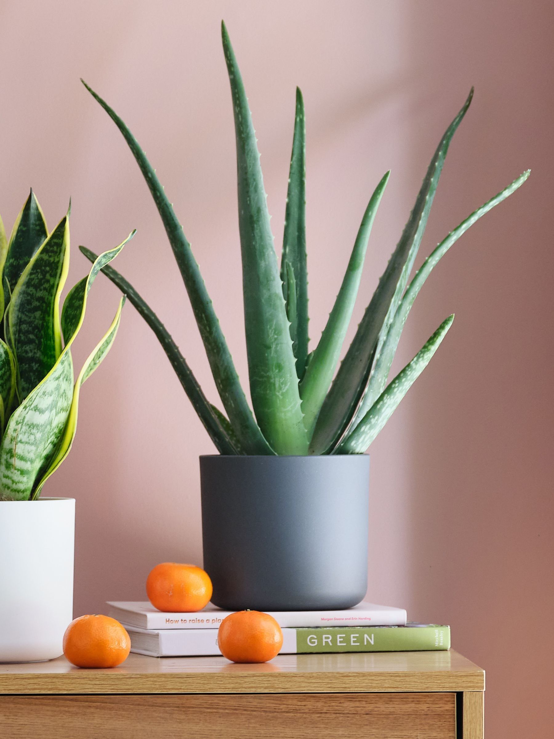 Green Real Sunny Plant Bundle in Pots - Image 5 of 5