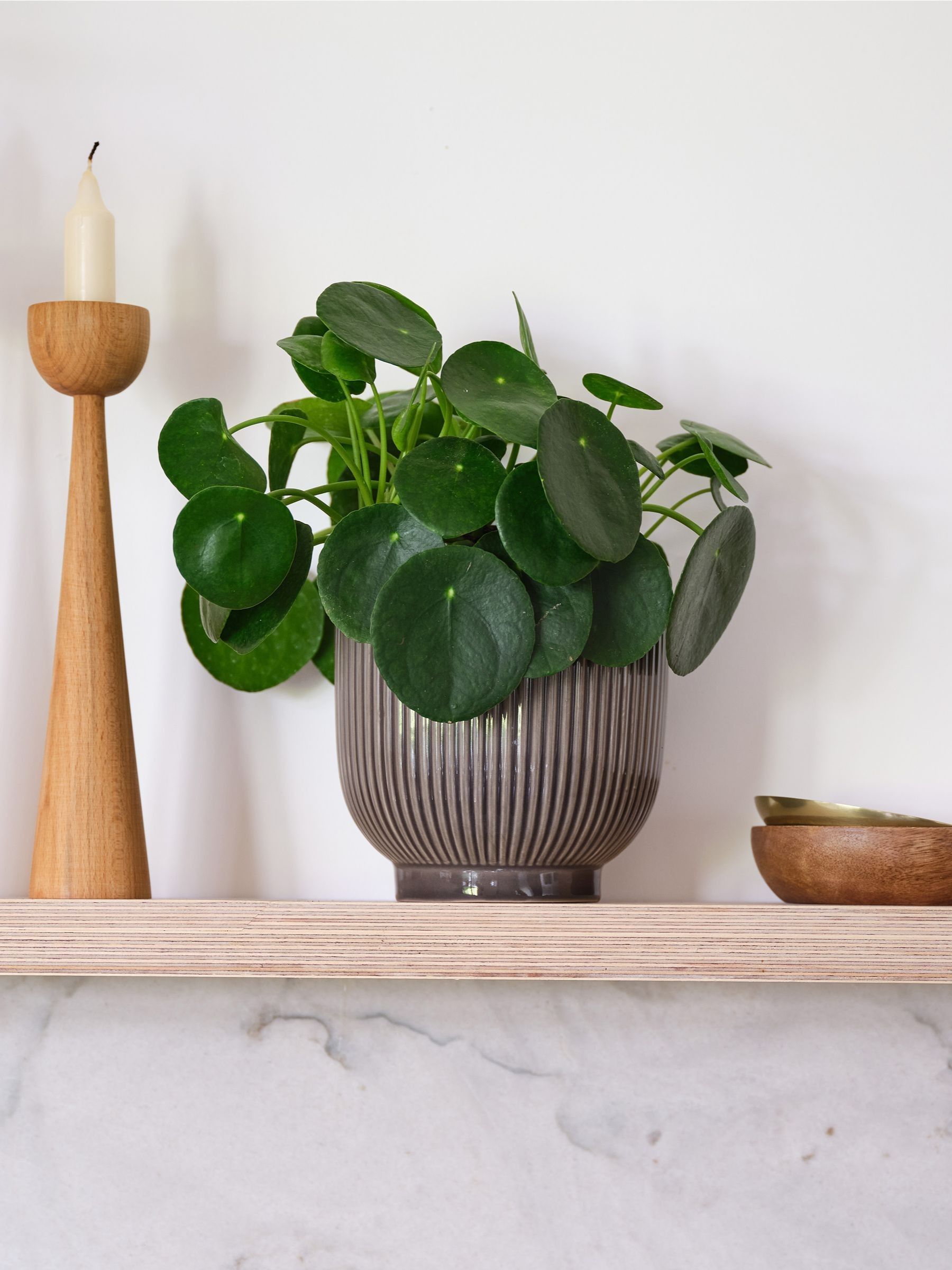 Grey Real Money Plant in Ribbed Pot - Image 1 of 4 Grey Real Money Plant in Ribbed Pot - Image 1 of 4