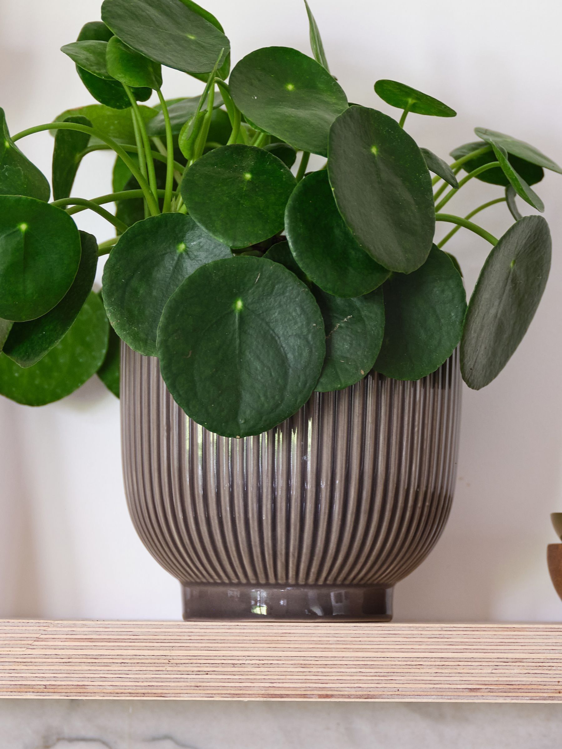 Grey Real Money Plant in Ribbed Pot - Image 4 of 4 Grey Real Money Plant in Ribbed Pot - Image 4 of 4