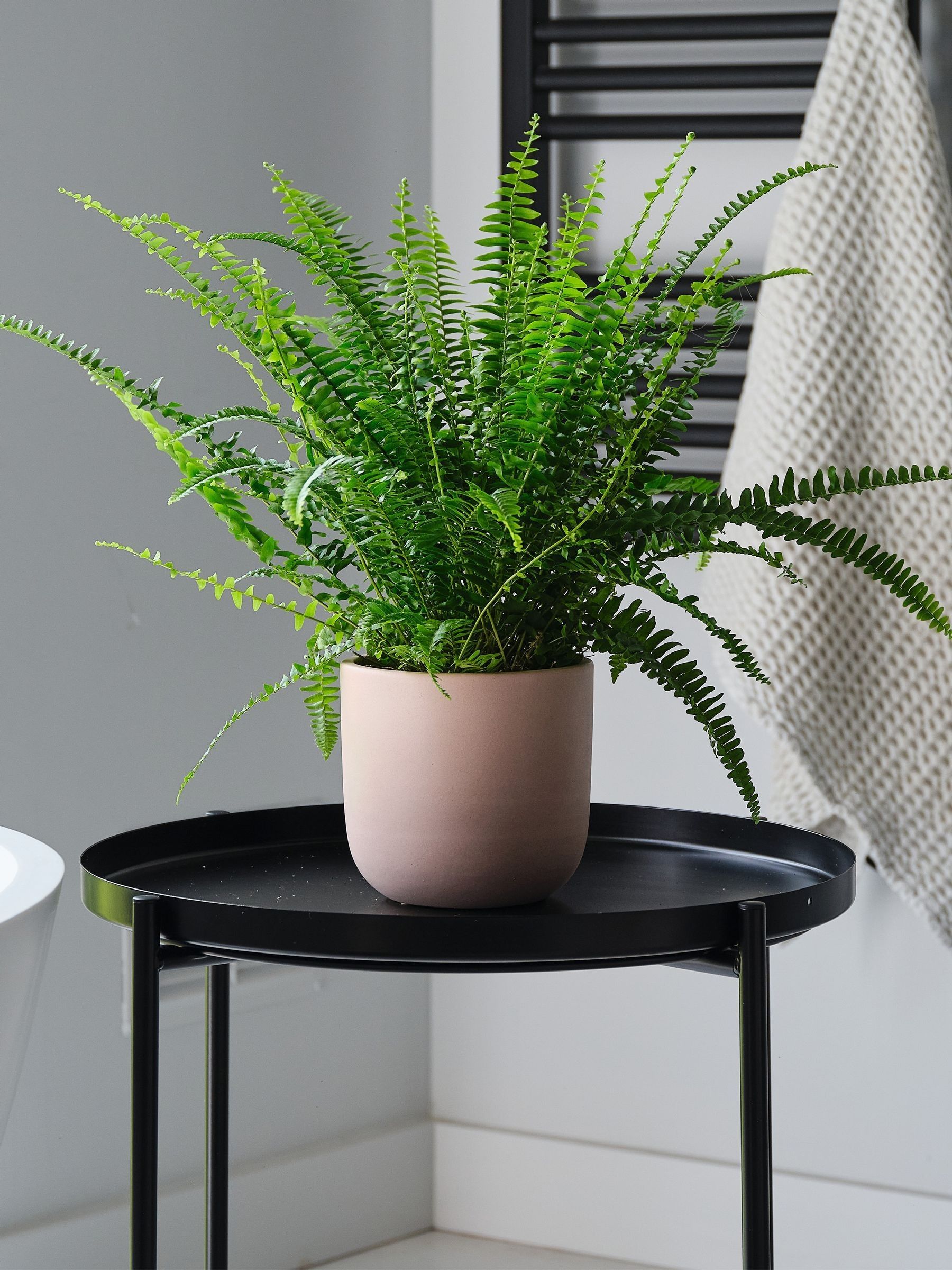 Pink Clay Boston Fern & Real Boston Fern Plant in Earthenware Pot - Image 1 of 4
