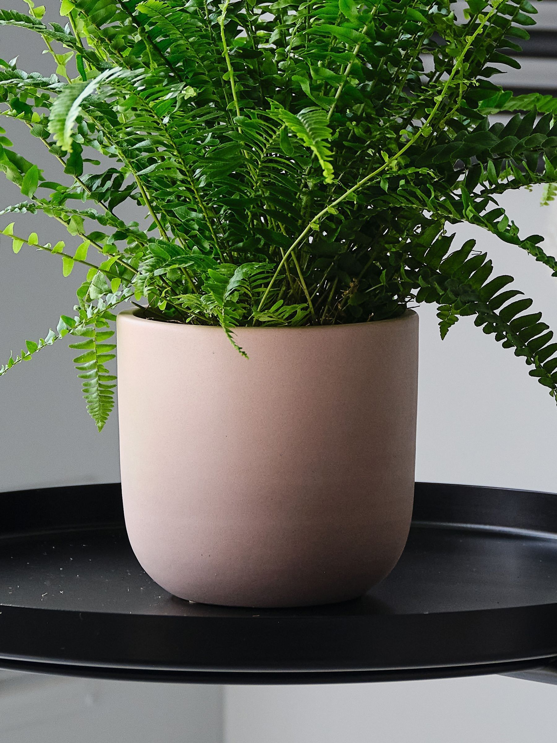 Pink Clay Boston Fern & Real Boston Fern Plant in Earthenware Pot - Image 4 of 4