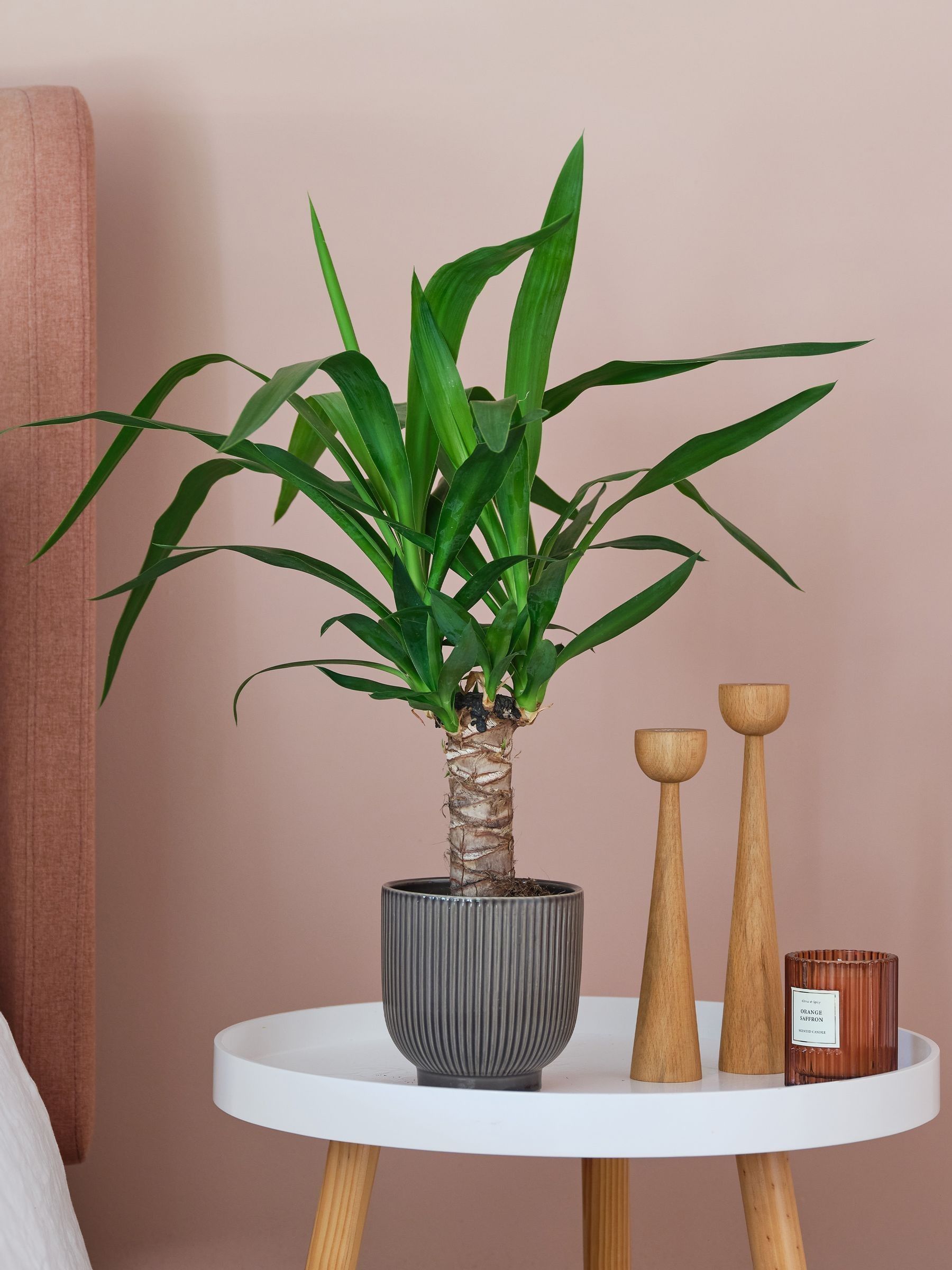 Beards & Daisies Grey Real Yucca Plant in Ribbed Pot - Image 1 of 3