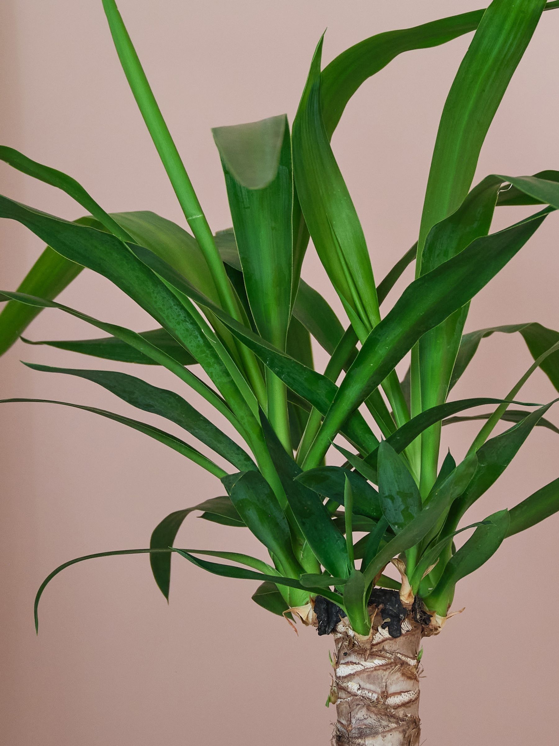 Beards & Daisies Grey Real Yucca Plant in Ribbed Pot - Image 2 of 3