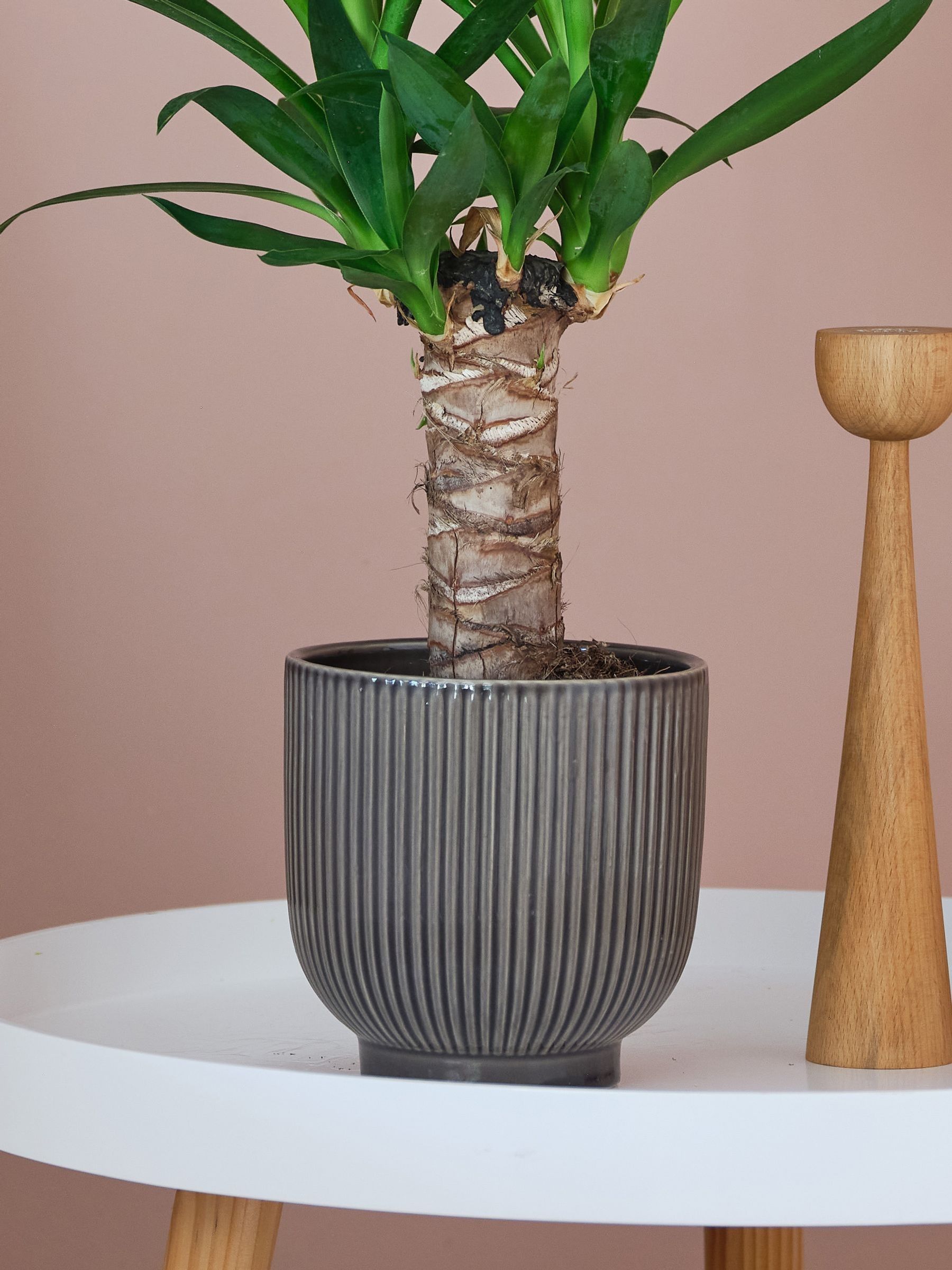 Beards & Daisies Grey Real Yucca Plant in Ribbed Pot - Image 3 of 3