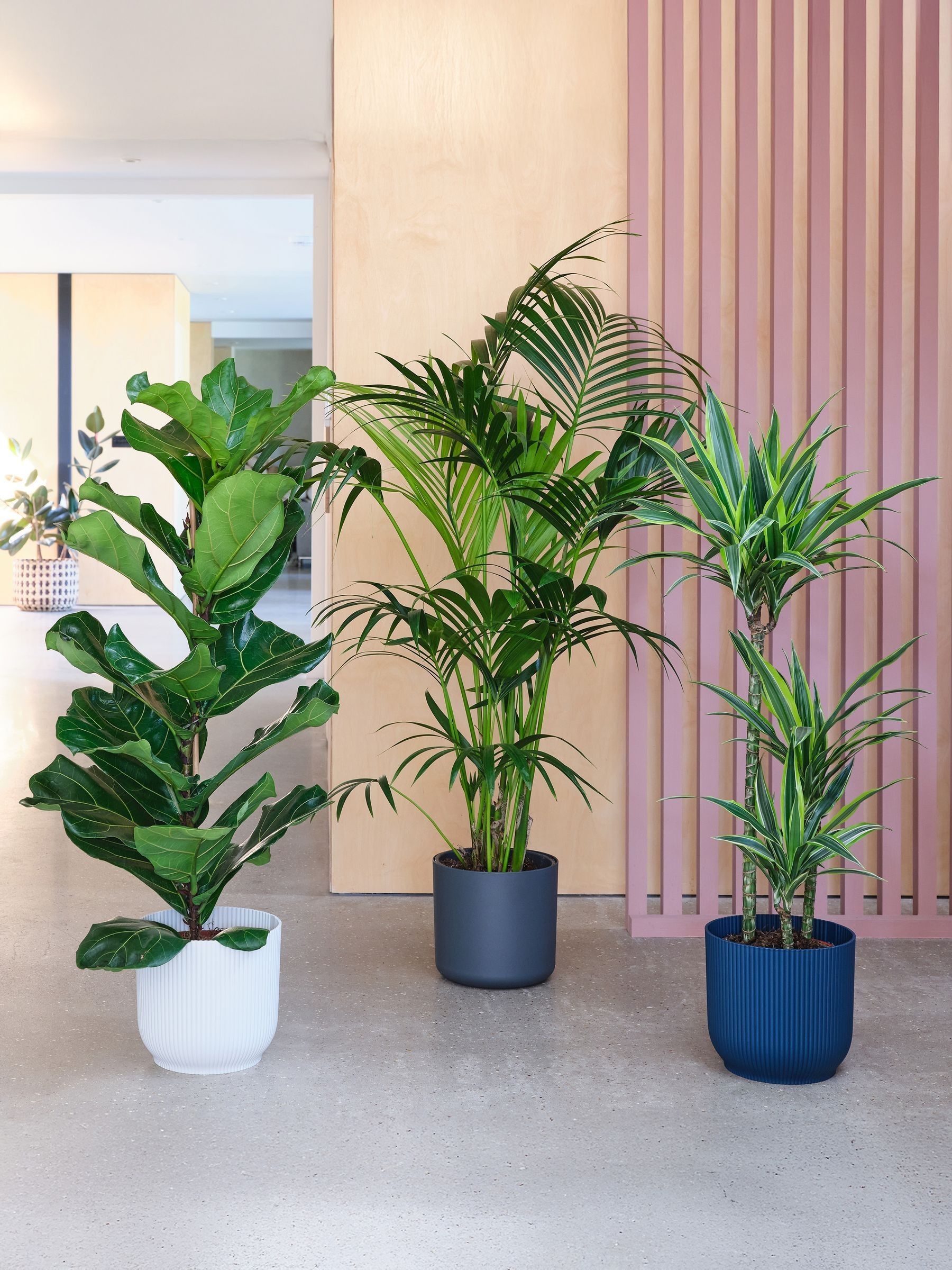 Beards & Daisies Green Real Tall Plants Bundle in Pots - Image 1 of 4