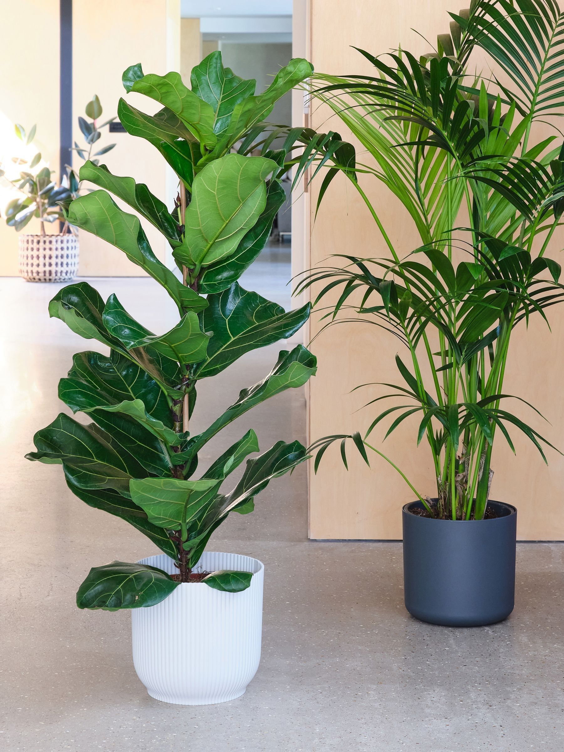 Beards & Daisies Green Real Tall Plants Bundle in Pots - Image 2 of 4