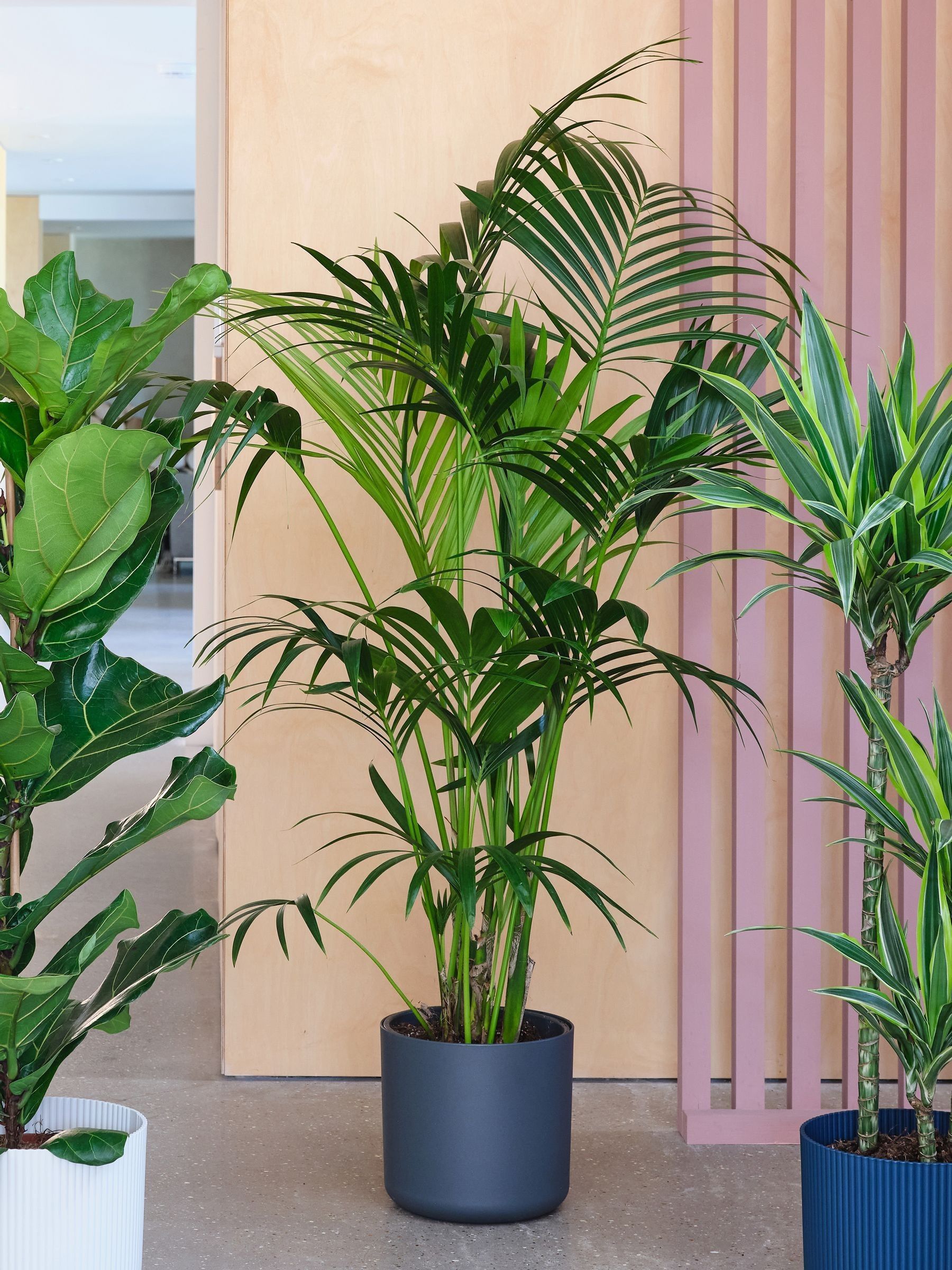 Beards & Daisies Green Real Tall Plants Bundle in Pots - Image 3 of 4