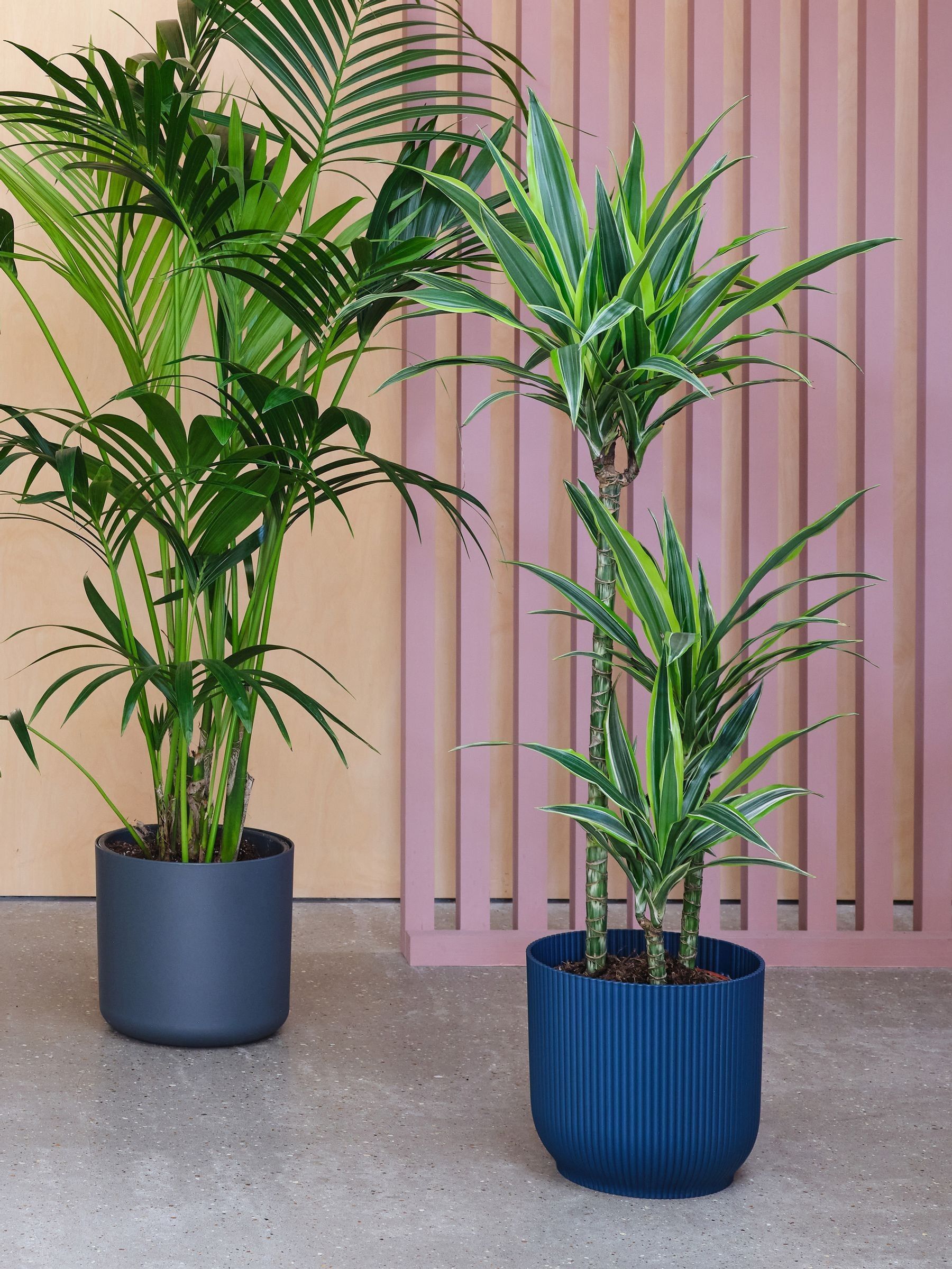 Beards & Daisies Green Real Tall Plants Bundle in Pots - Image 4 of 4
