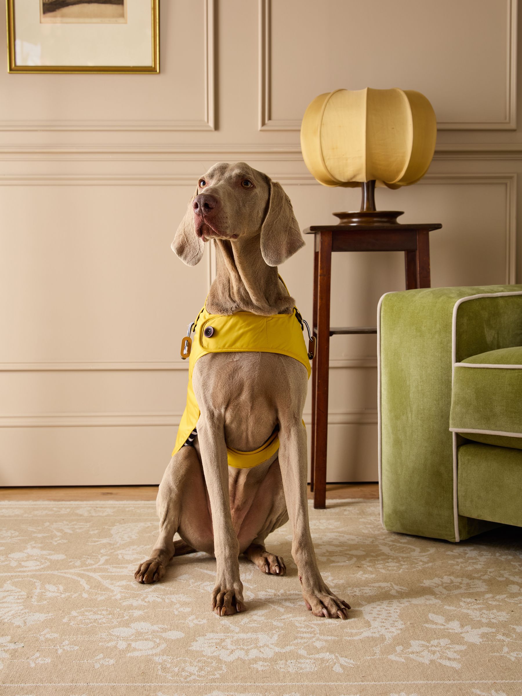 Gold Water-Resistant Dog Jacket - Image 2 of 16