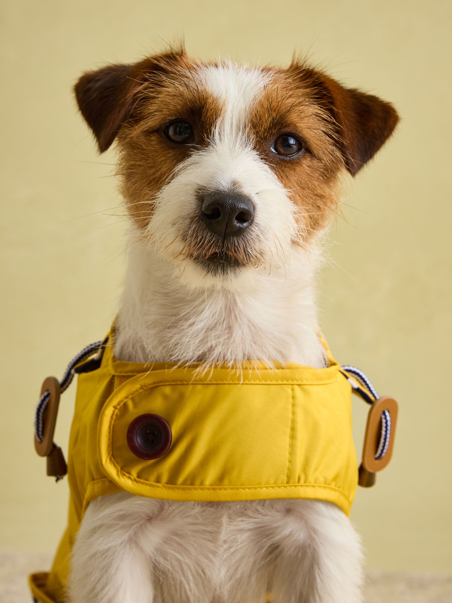 Gold Water-Resistant Dog Jacket - Image 7 of 16