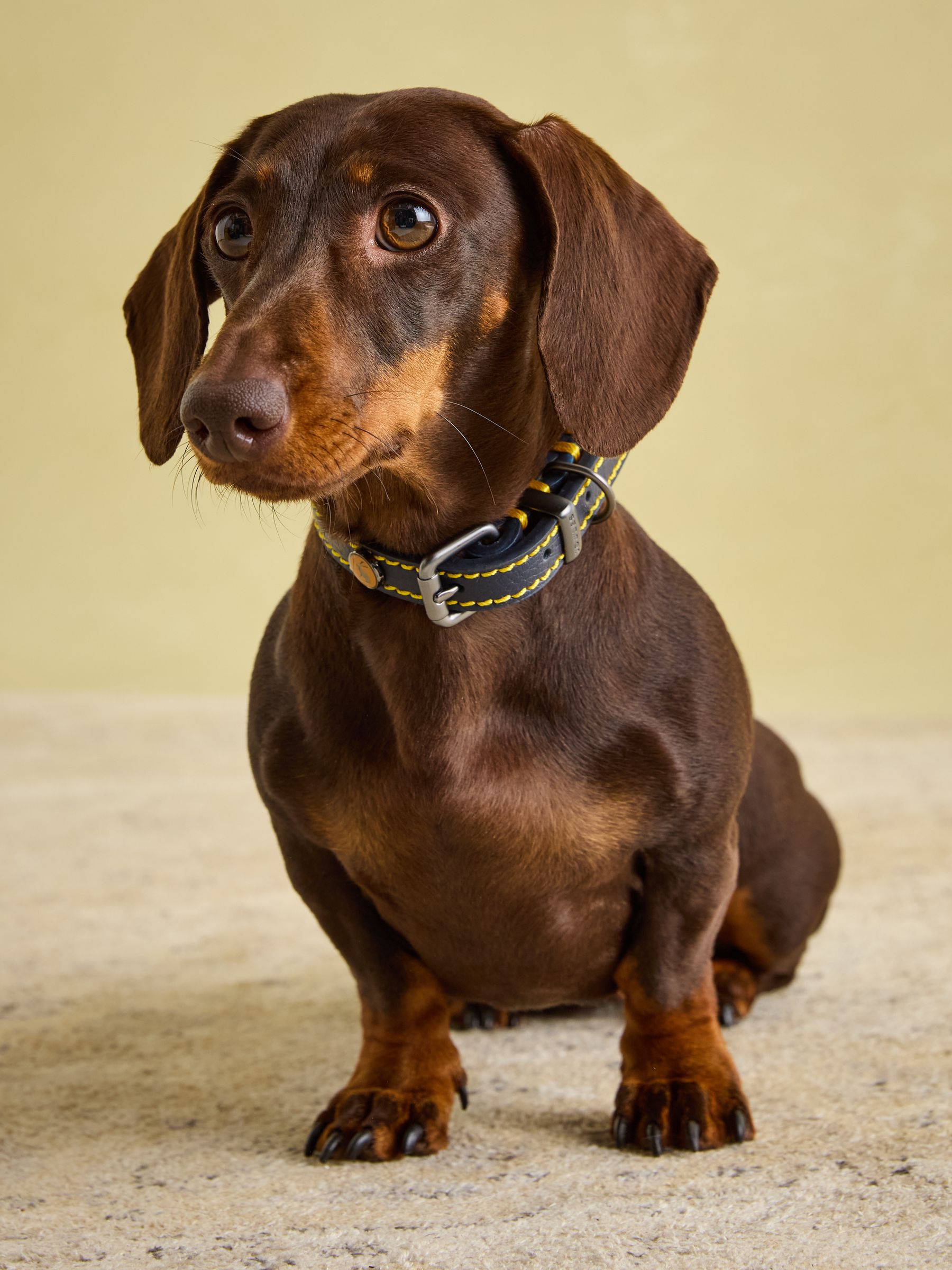 Joules Navy Blue Leather Dog Collar - Image 2 of 9