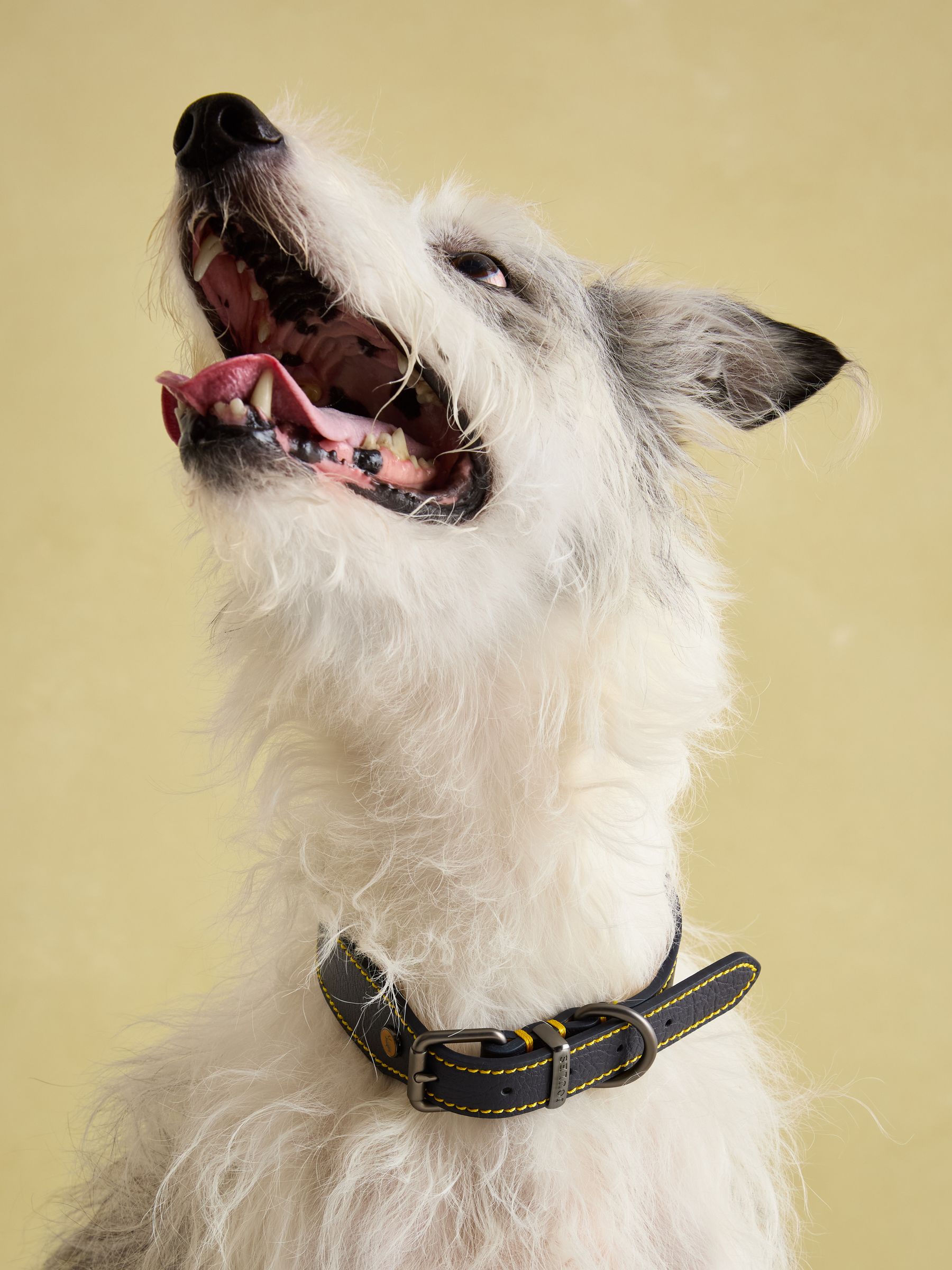 Joules Navy Blue Leather Dog Collar - Image 4 of 9