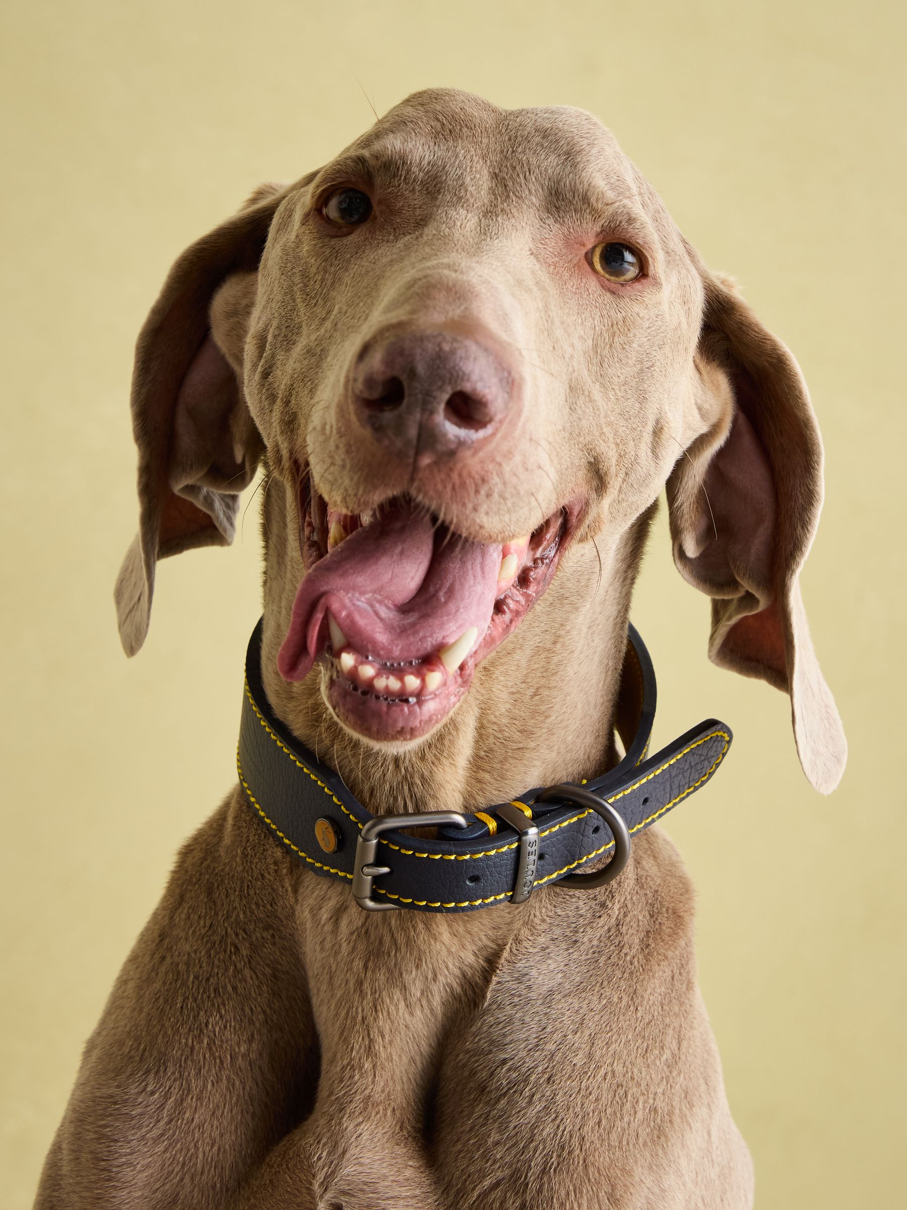 Joules Navy Blue Leather Dog Collar - Image 5 of 9