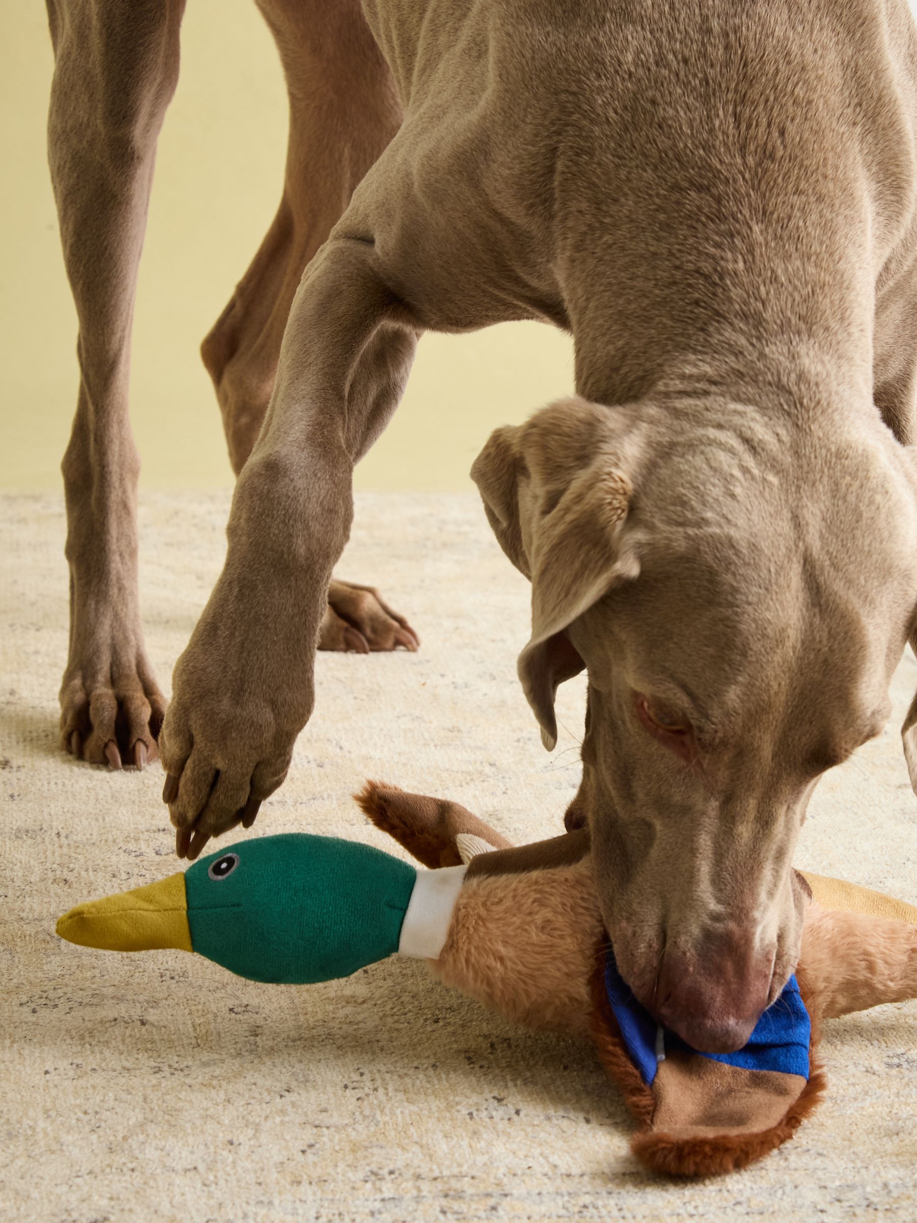 Blue Plush Duck Dog Toy - Image 3 of 8
