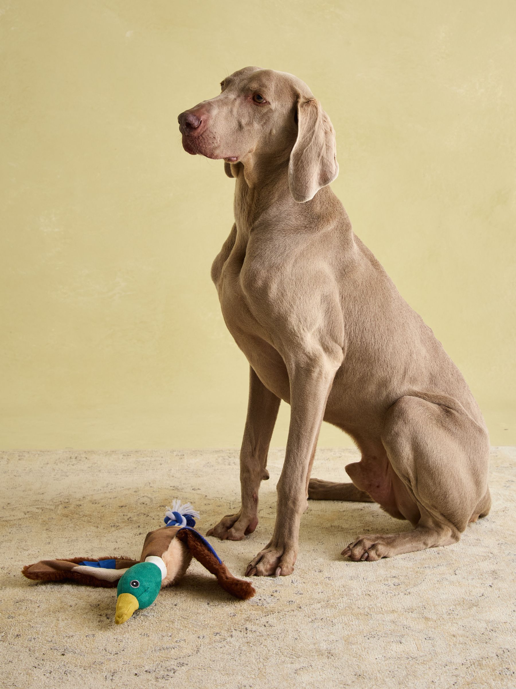 Blue Plush Duck Dog Toy - Image 4 of 8