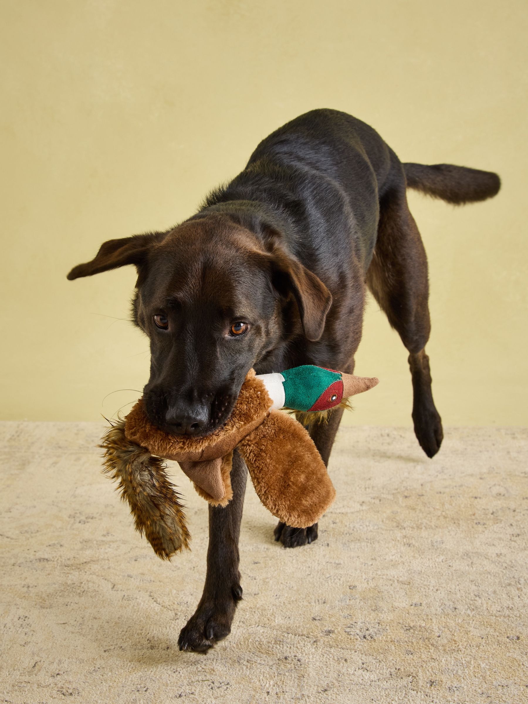 Joules Brown Pheasant Dog Toy - Image 2 of 10