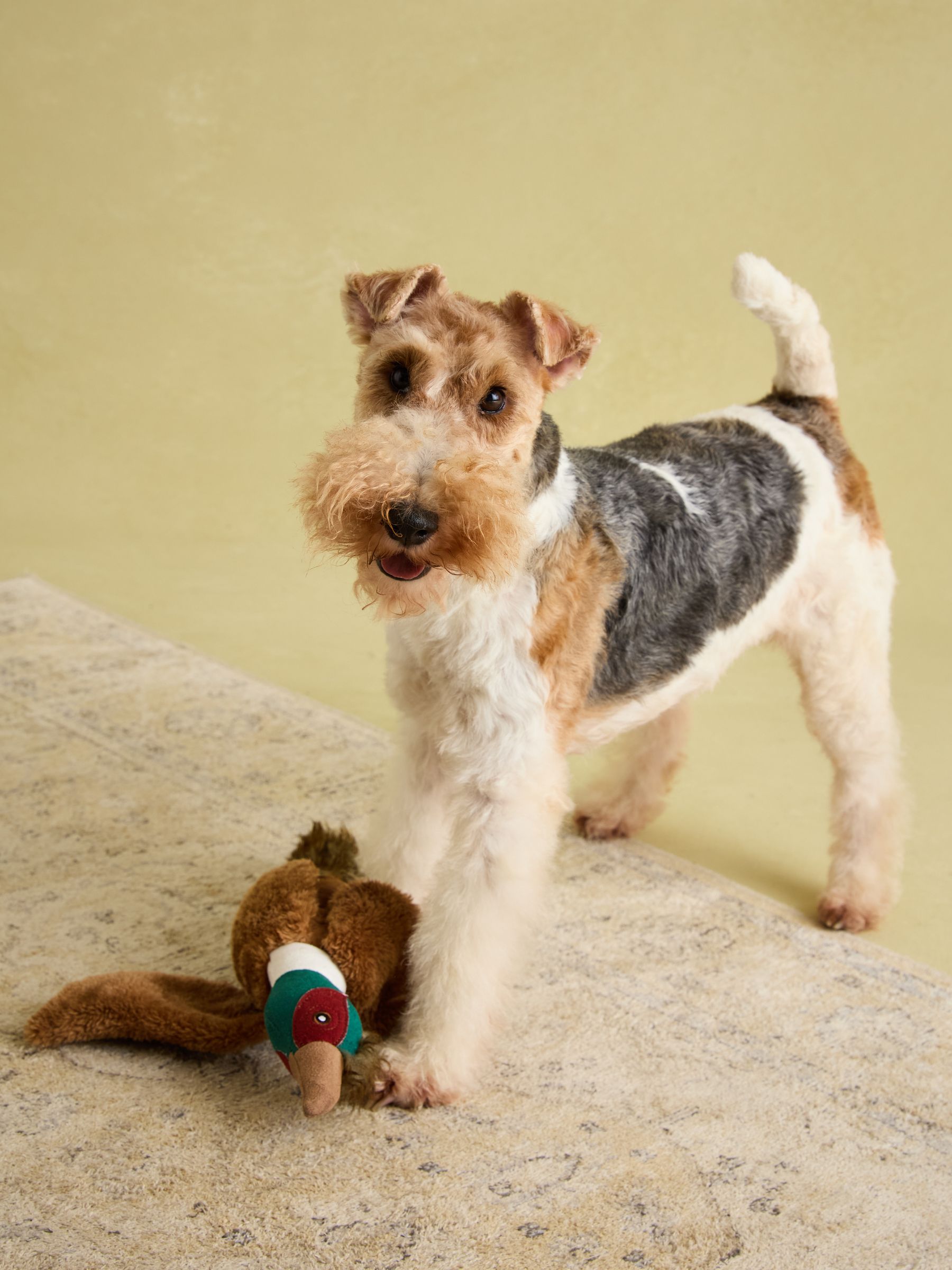 Joules Brown Pheasant Dog Toy - Image 3 of 10