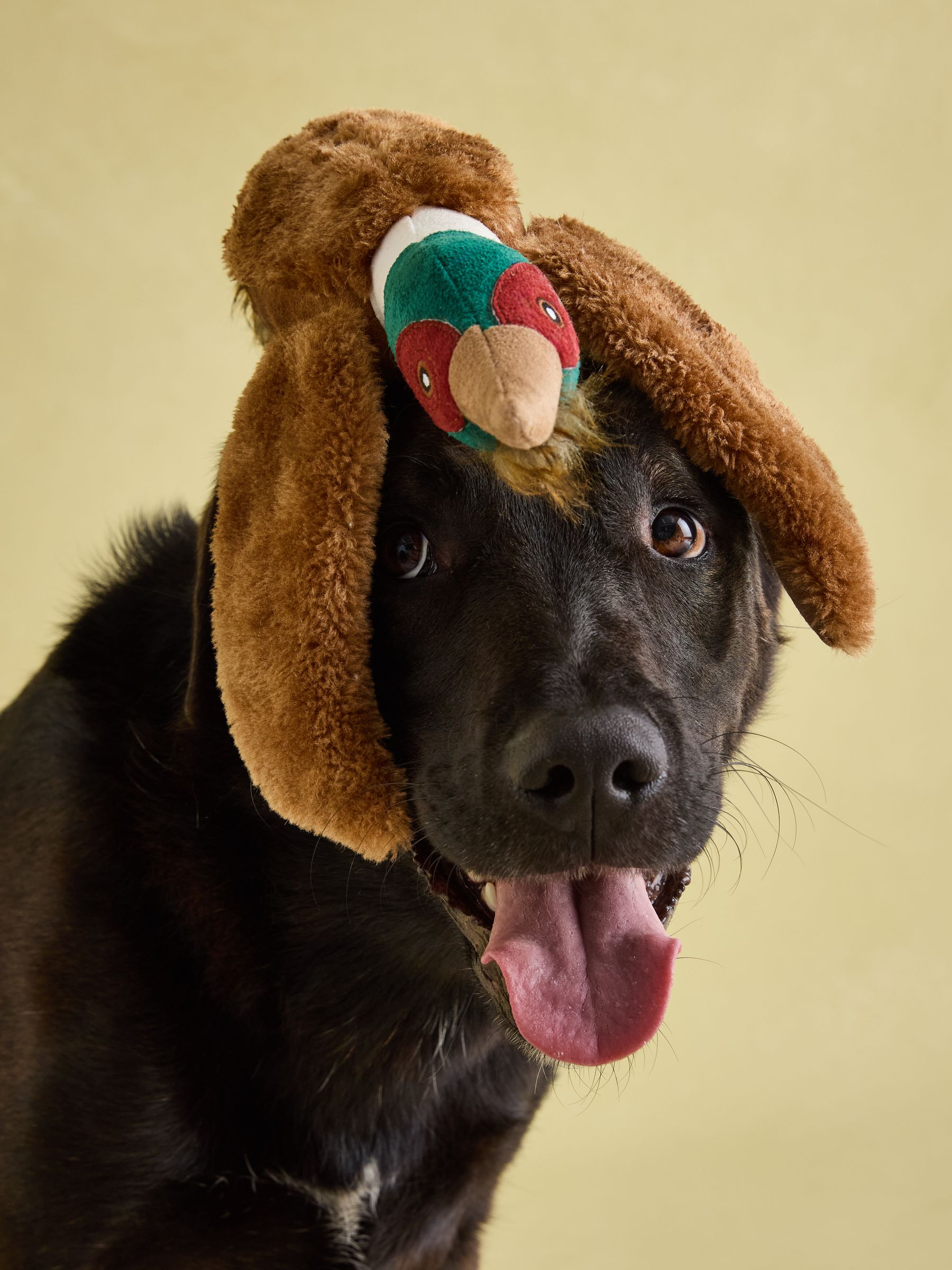 Joules Brown Pheasant Dog Toy - Image 4 of 10