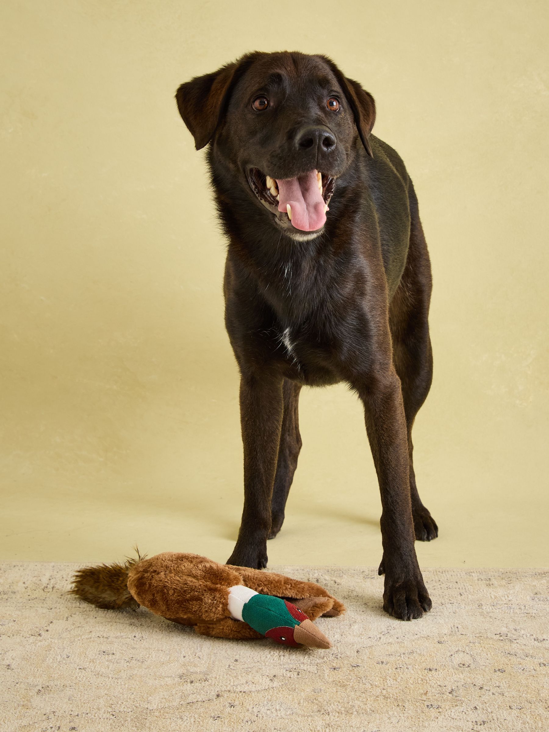 Joules Brown Pheasant Dog Toy - Image 6 of 10