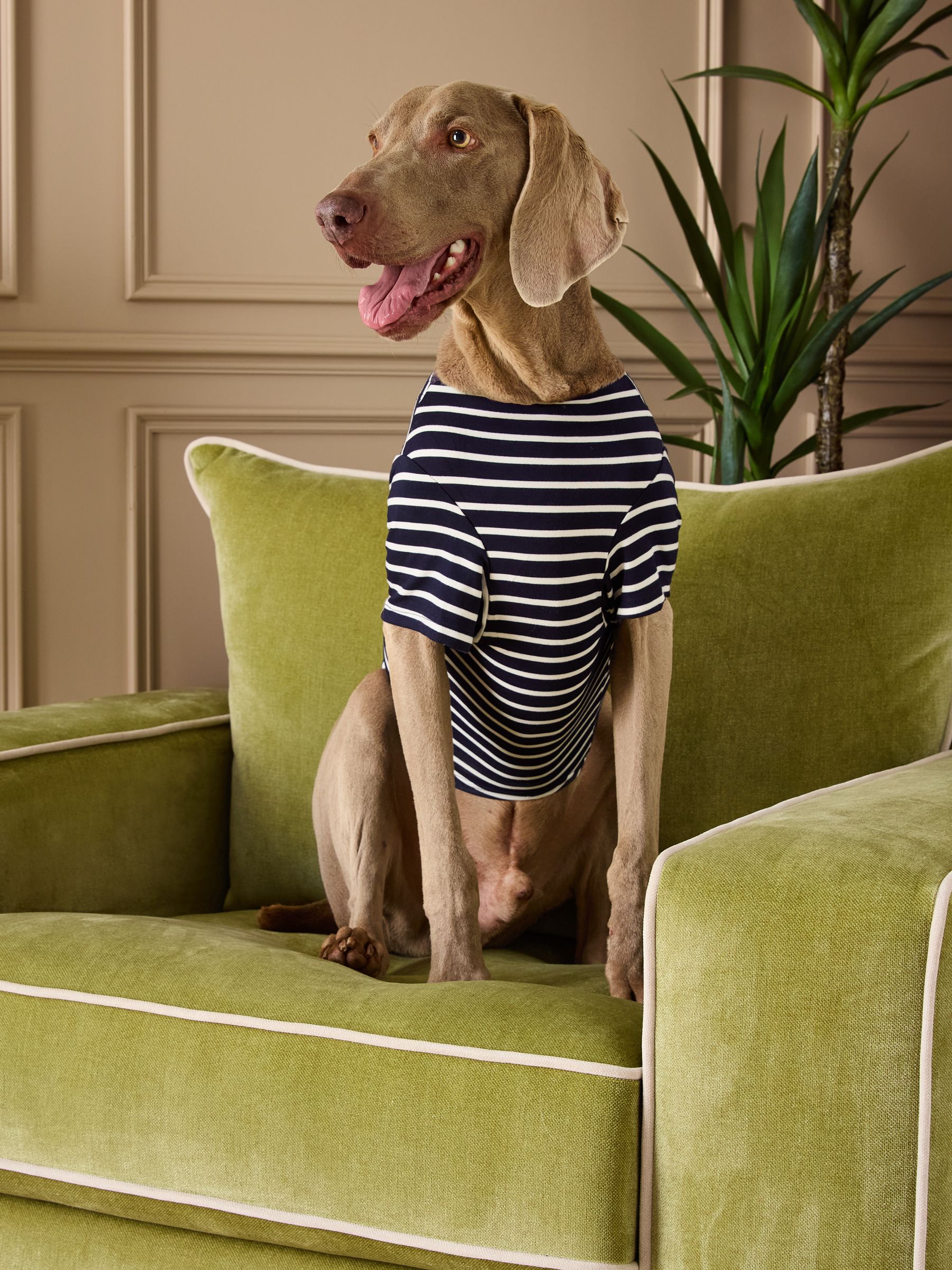 Blue Harbour Dog Top - Image 2 of 6