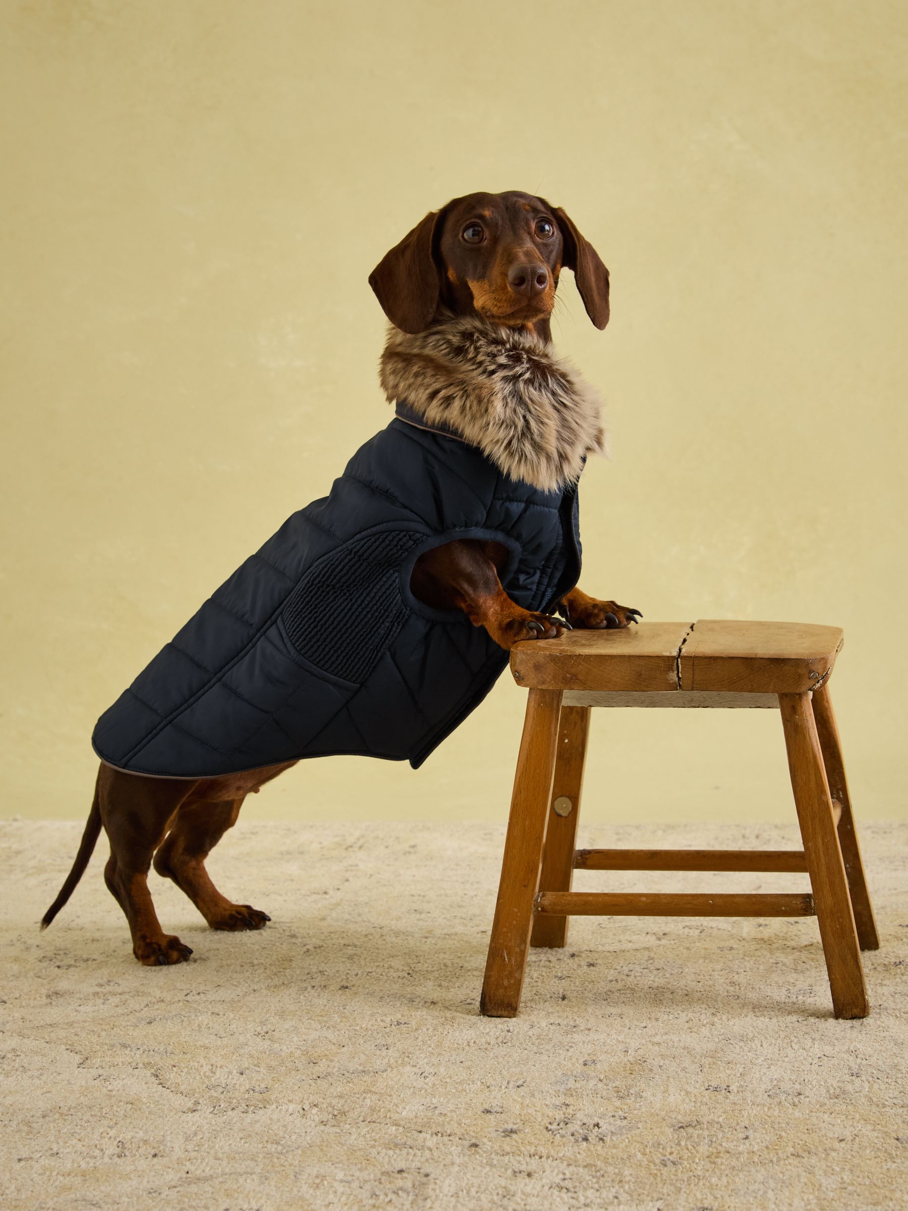 Cherington Blue Dog Coat - Image 1 of 17