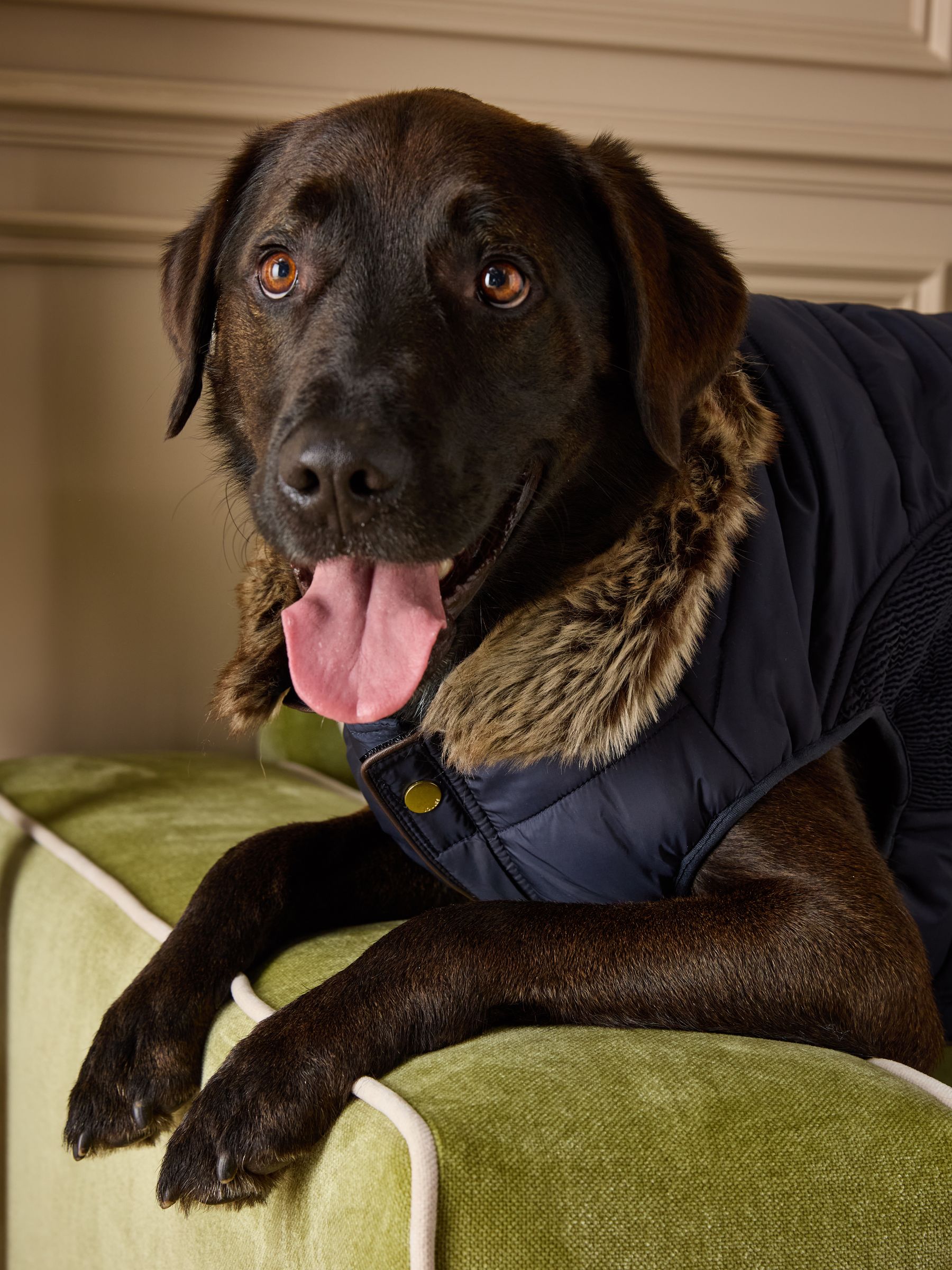 Cherington Blue Dog Coat - Image 2 of 17