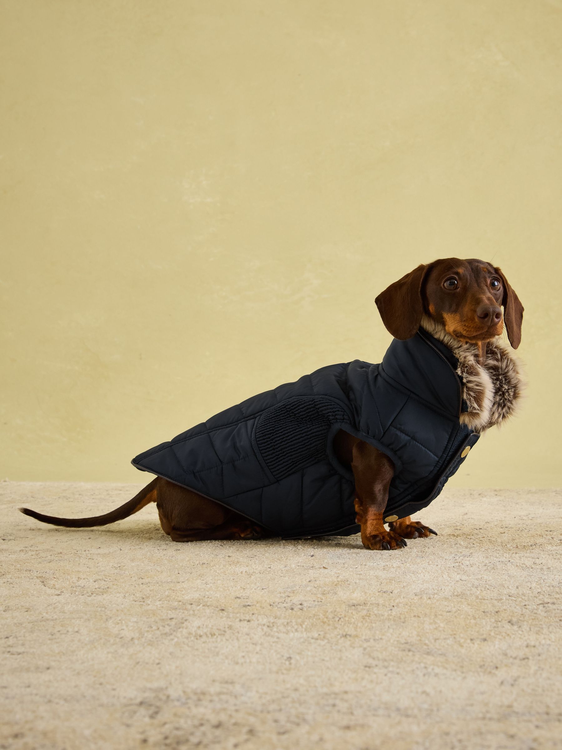 Cherington Blue Dog Coat - Image 4 of 17