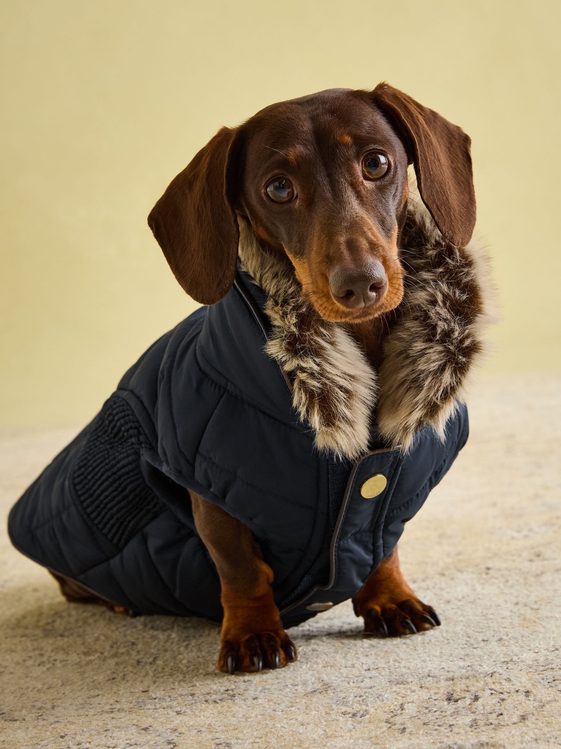 Cherington Blue Dog Coat - Image 5 of 17