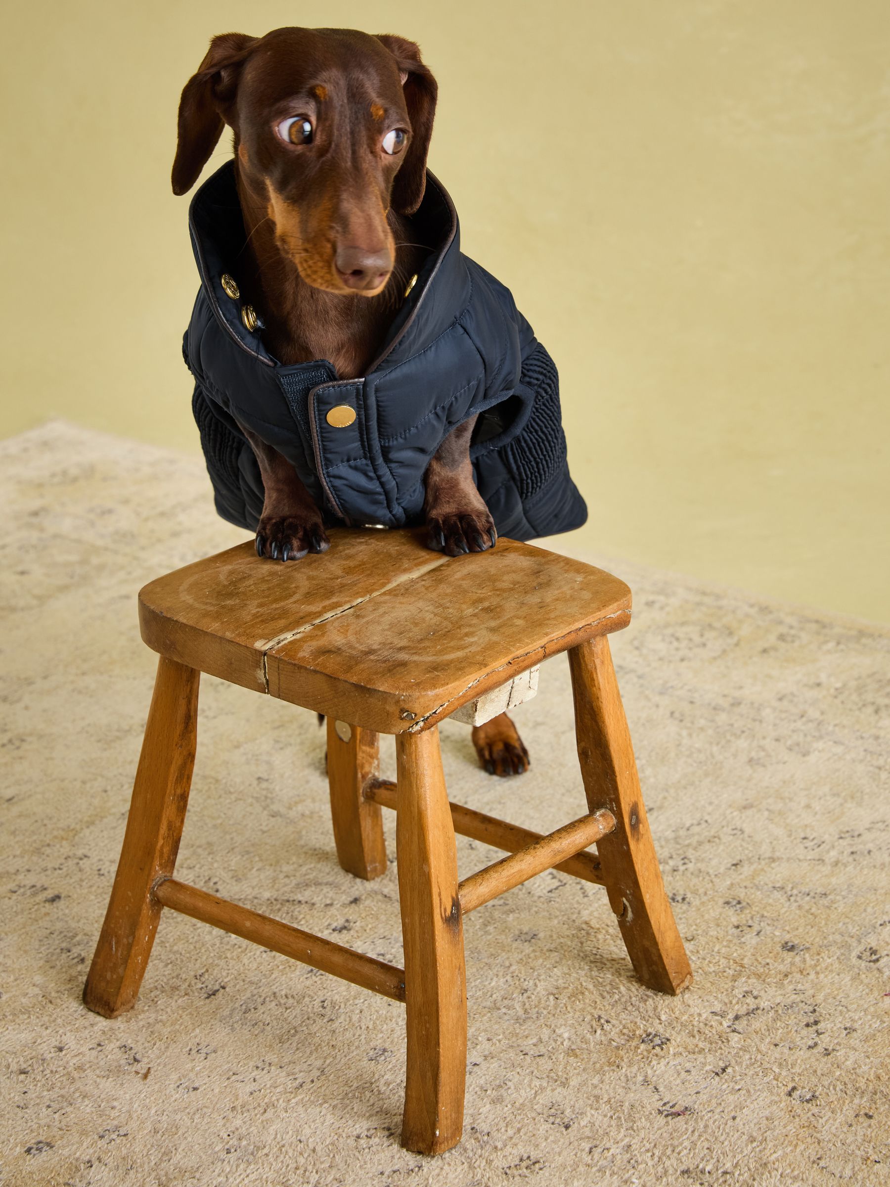 Cherington Blue Dog Coat - Image 7 of 17
