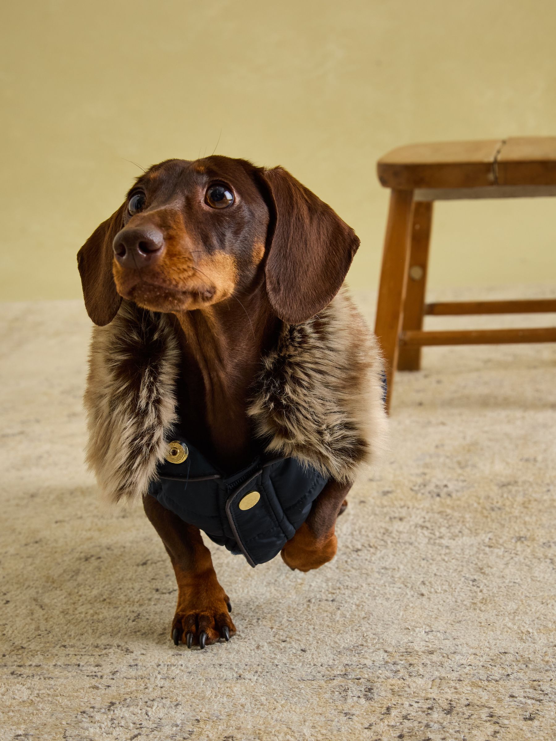 Cherington Blue Dog Coat - Image 9 of 17