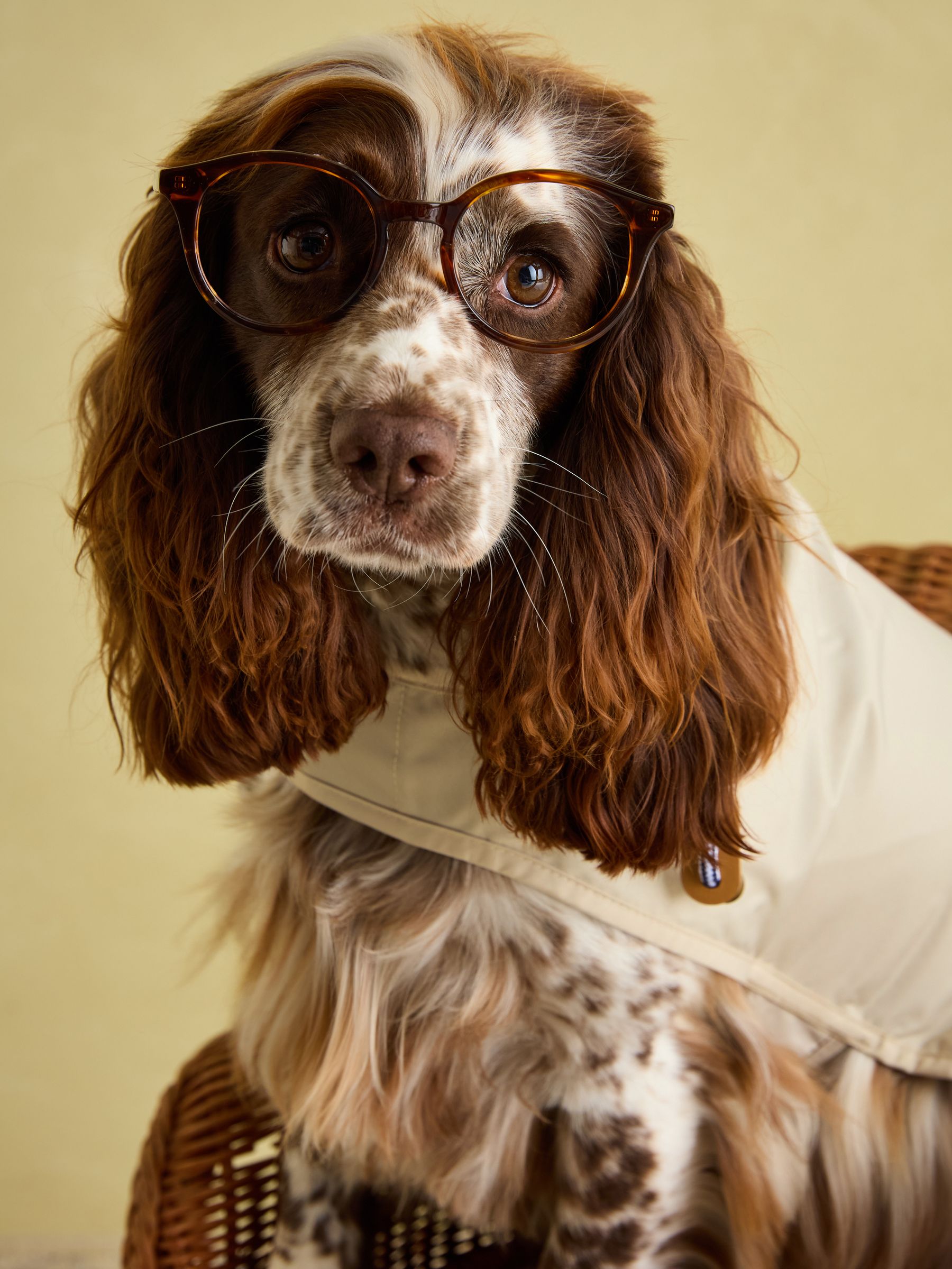 Beige Water-Resistant Dog Jacket - Image 9 of 15