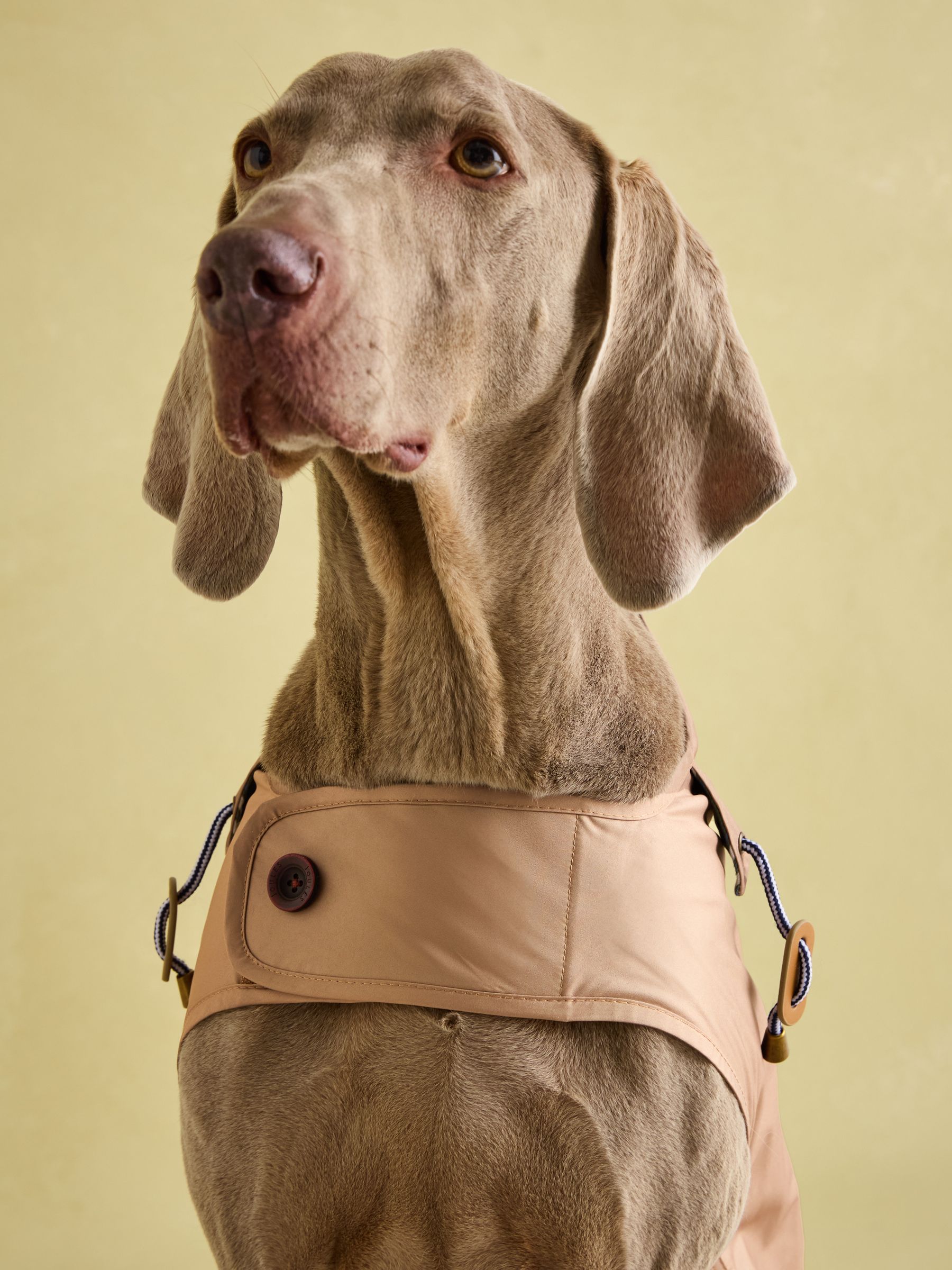 Burra Brown Water-Resistant Dog Jacket - Image 5 of 19