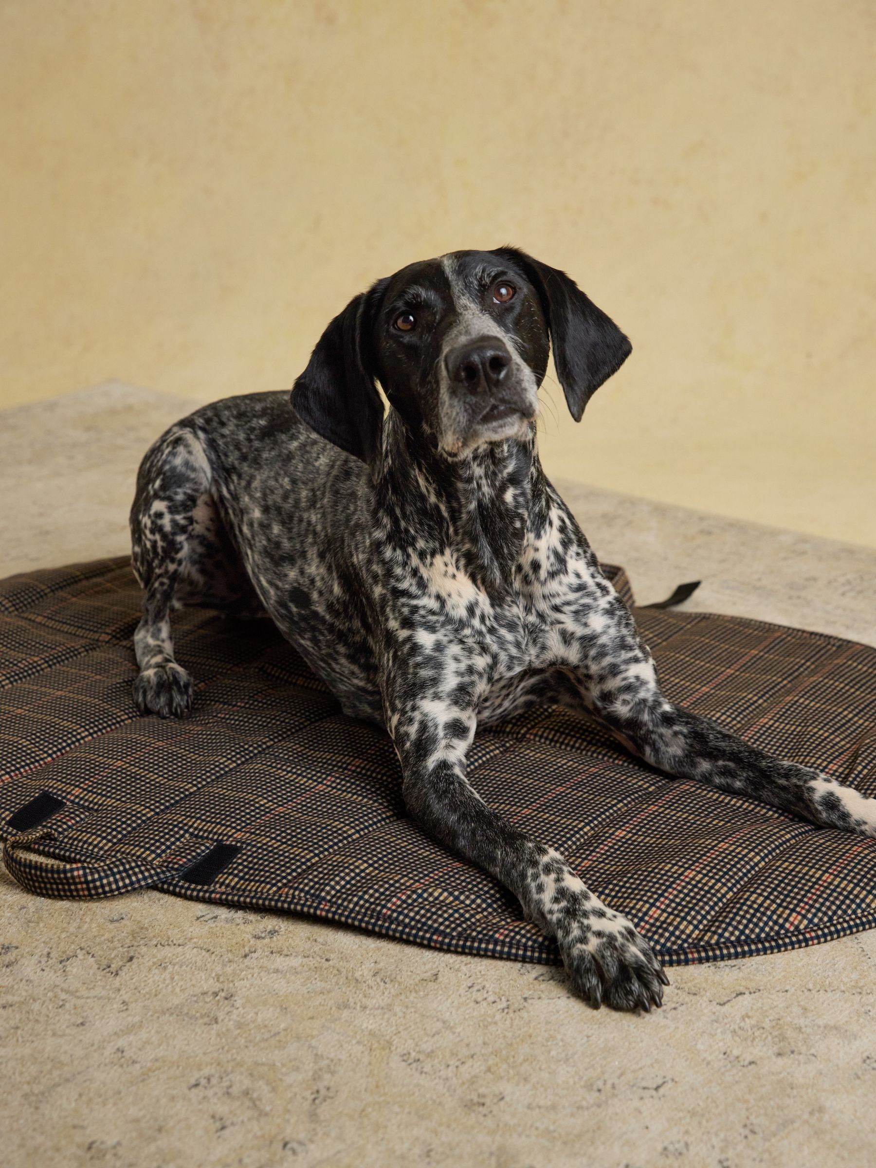 Henson Check Brown Pet Travel Mat | Joules
