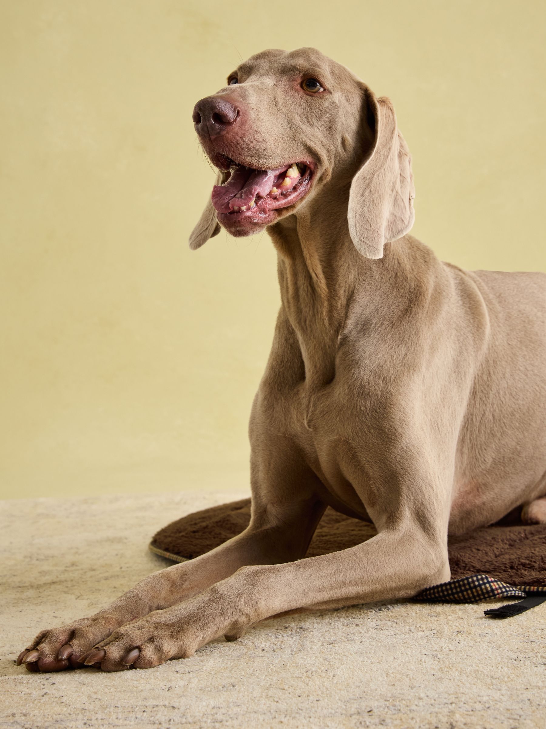 Henson Check Brown Pet Travel Mat - Image 4 of 6
