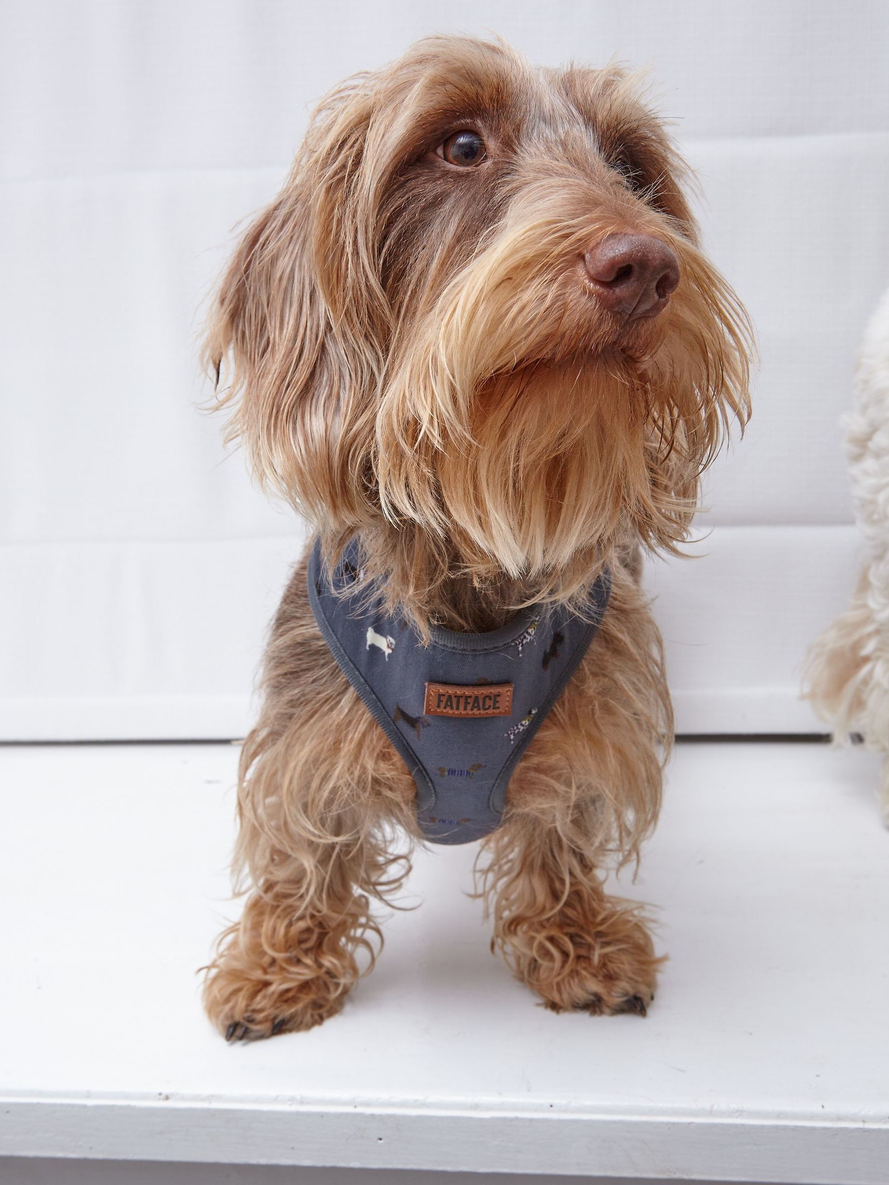 Grey Dogs Small Harness - Image 1 of 1