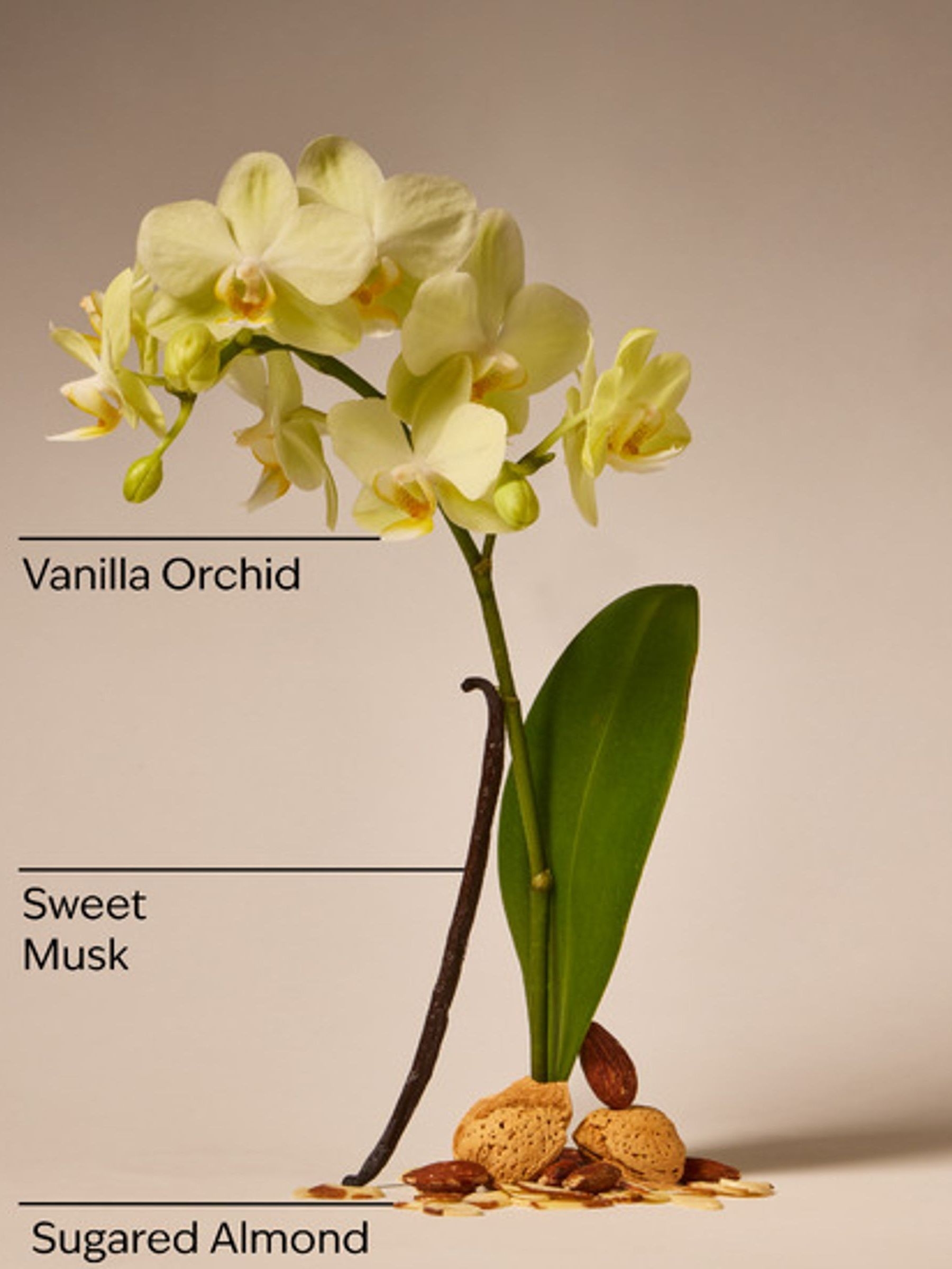 Cozy Vanilla Almond Gentle & Clean Foaming Hand Soap 259ml - Image 2 of 2