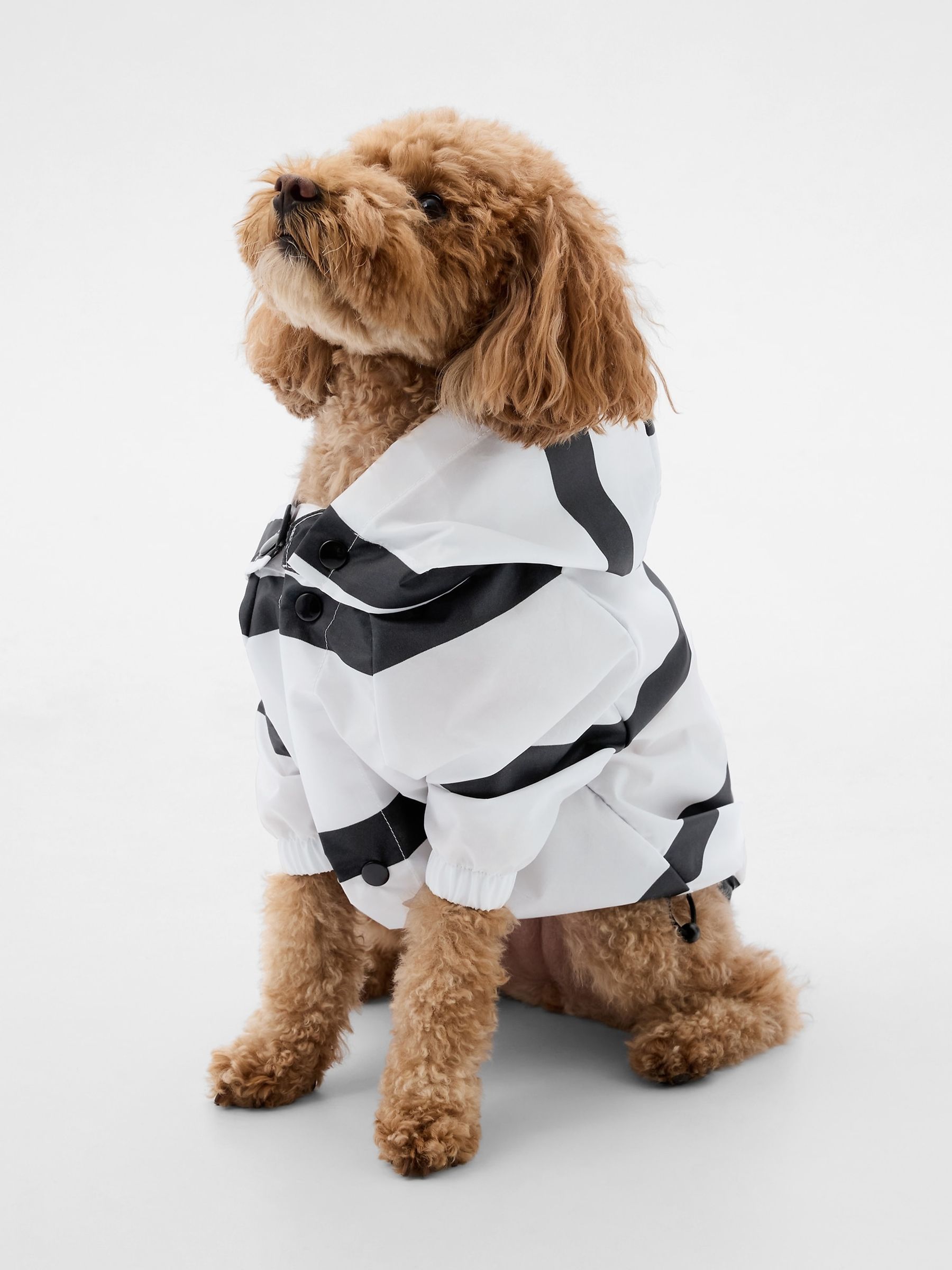 Blue Pet Rain Jacket - Image 1 of 5