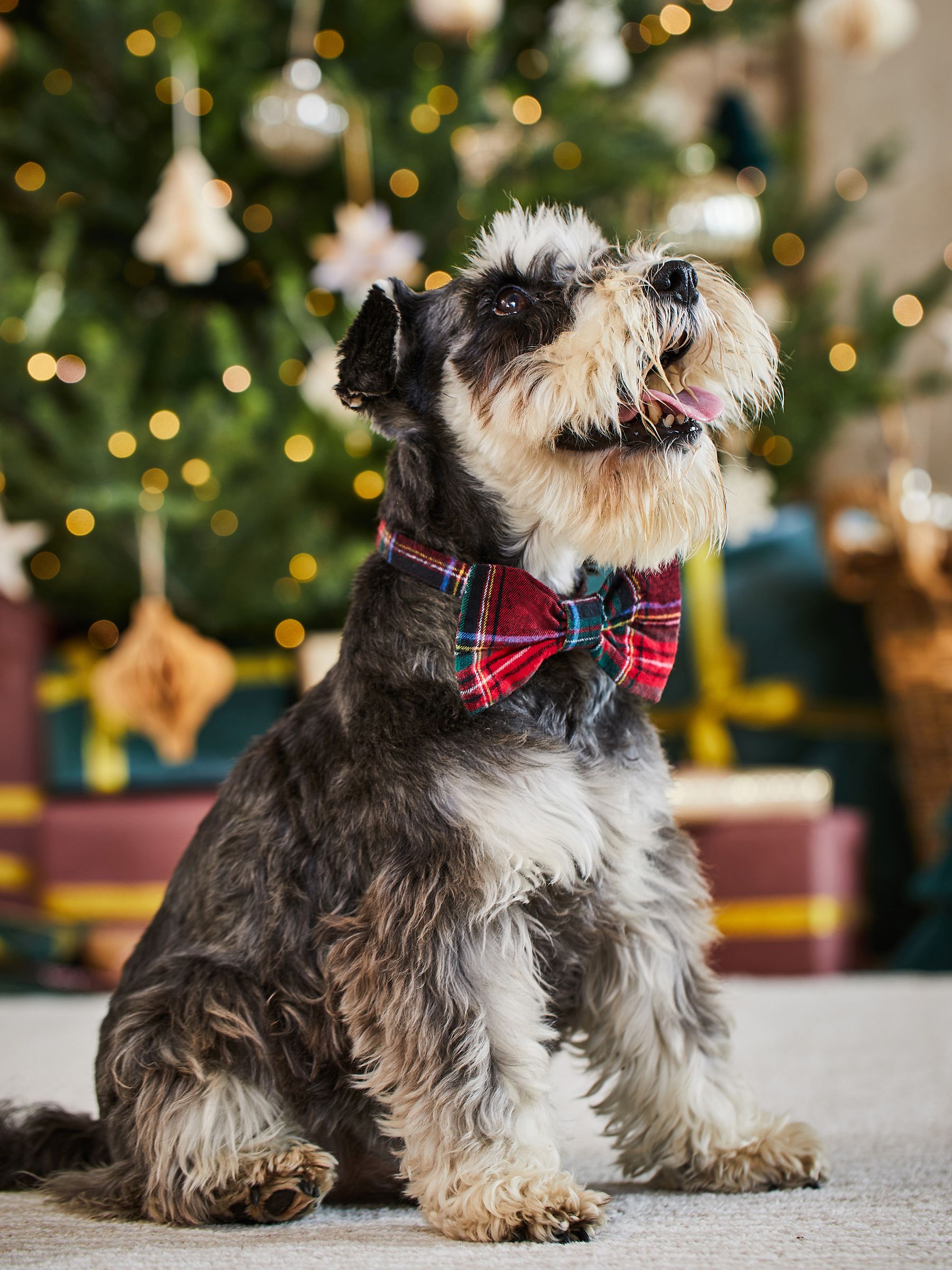 Red Tartan Dog Bow Tie - Image 2 of 5