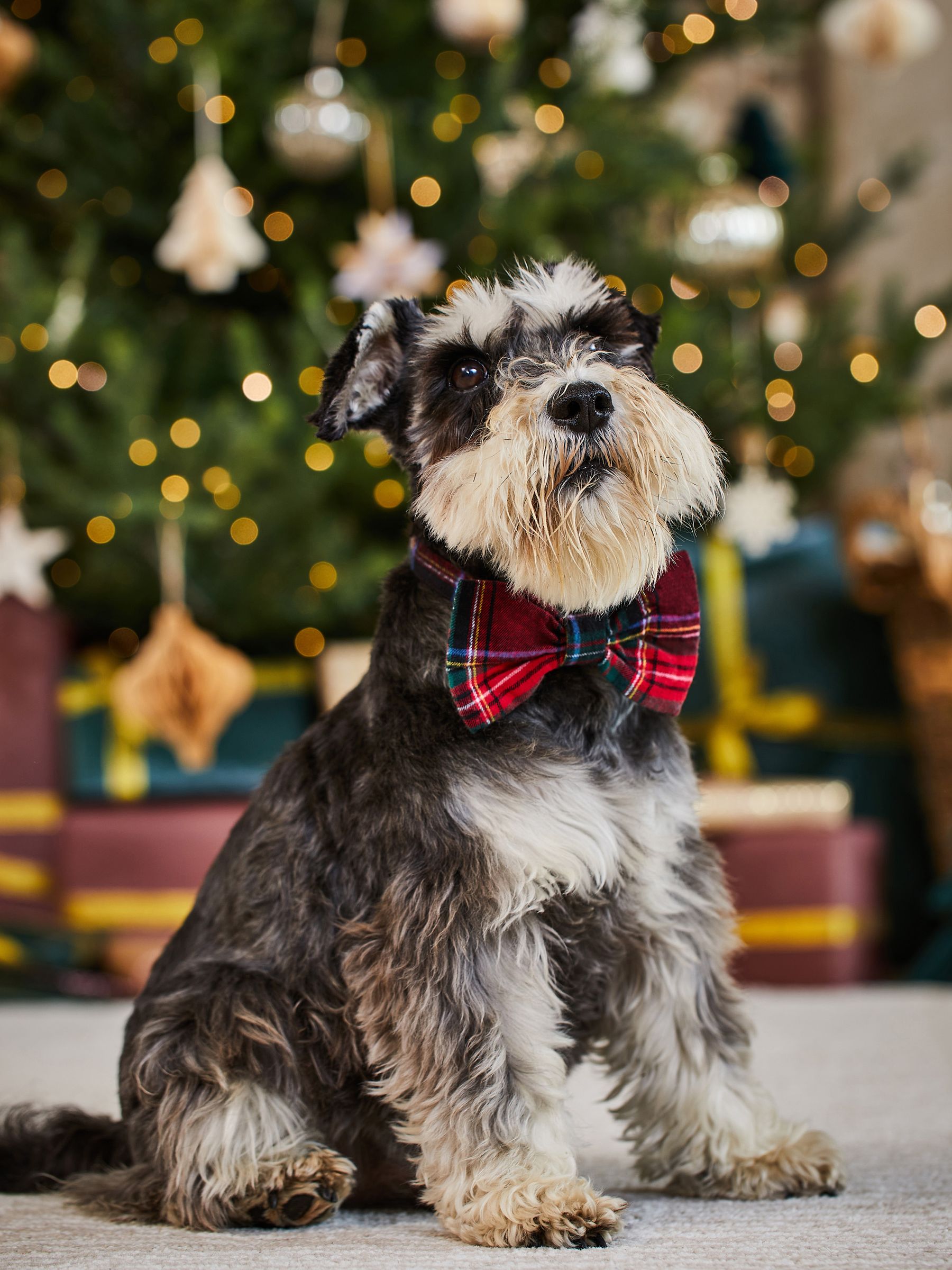 Red Tartan Dog Bow Tie - Image 3 of 5