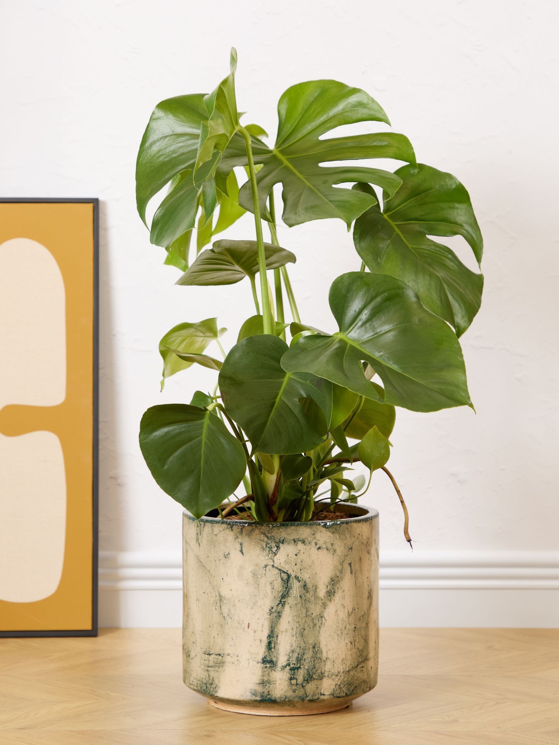 PATCH Green Chaz Monstera Plant Medium In Fracture Pot - Image 1 of 4