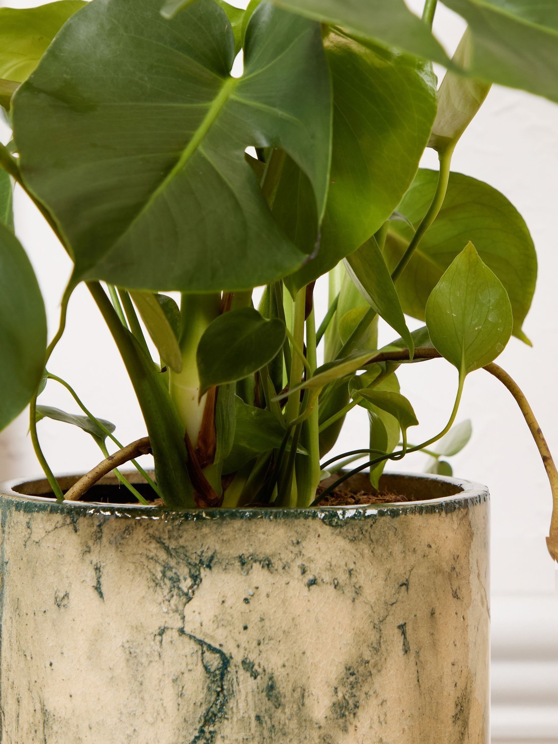 PATCH Green Chaz Monstera Plant Medium In Fracture Pot - Image 2 of 4